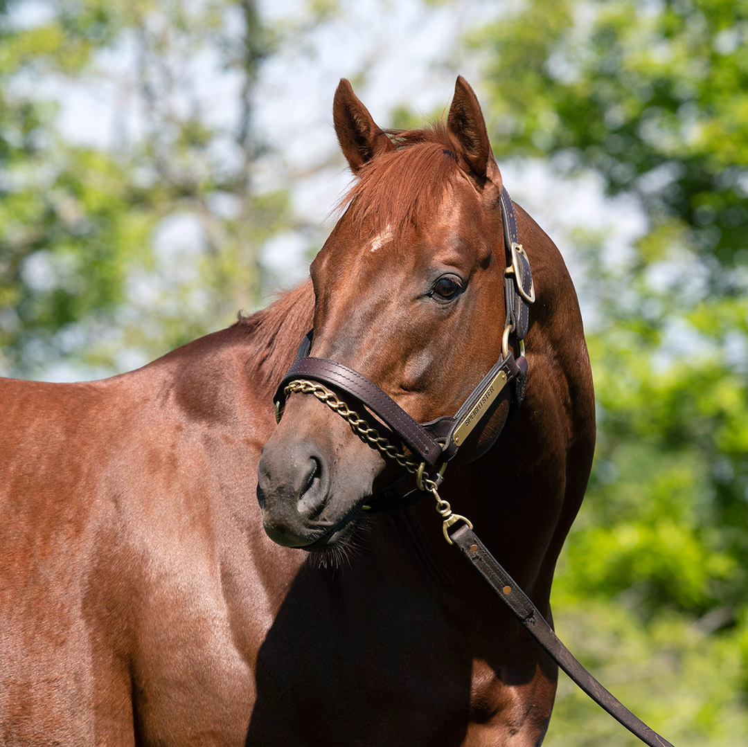 Speightster at WinStar Farm in May 2019