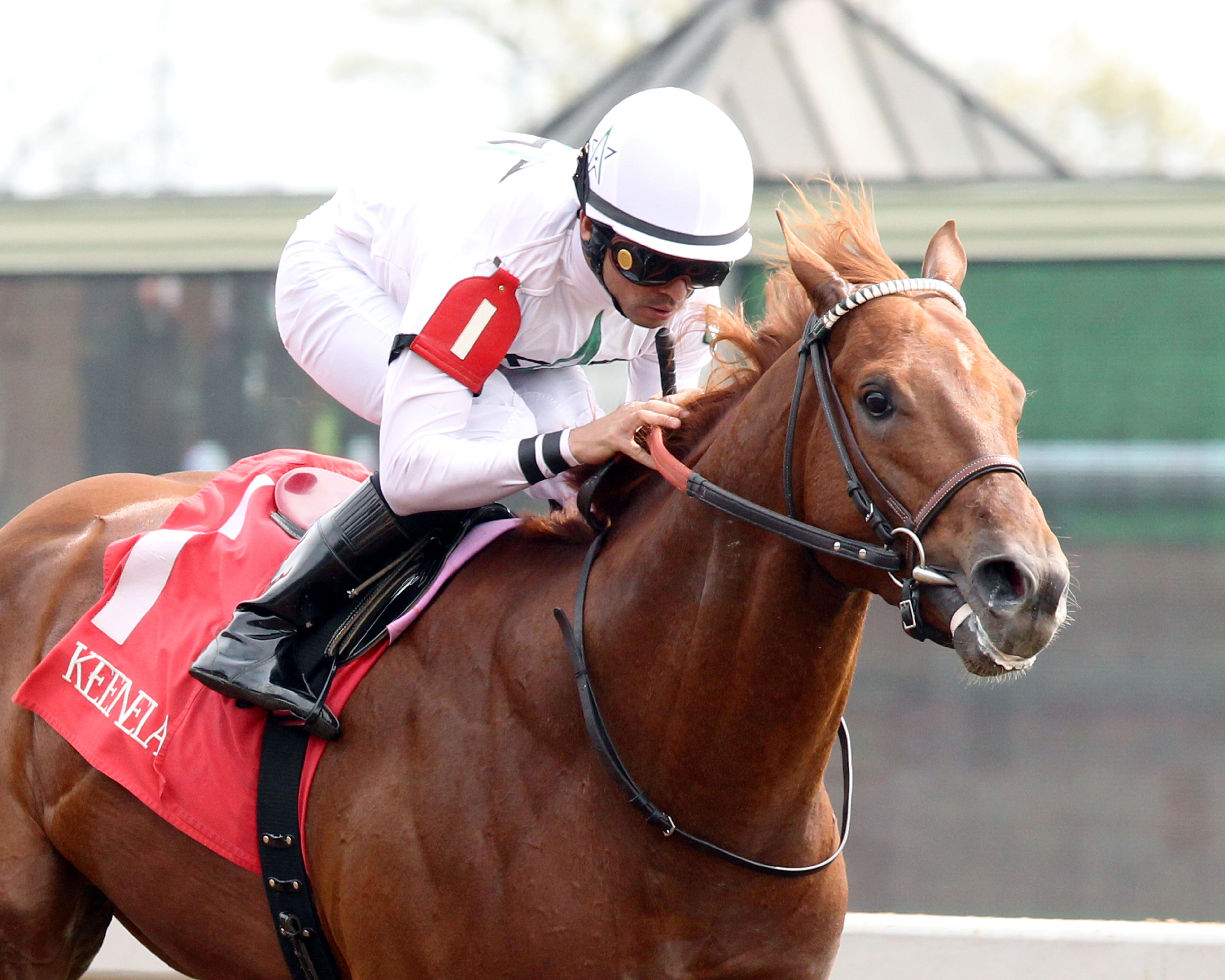 Speightster wins a maiden race
