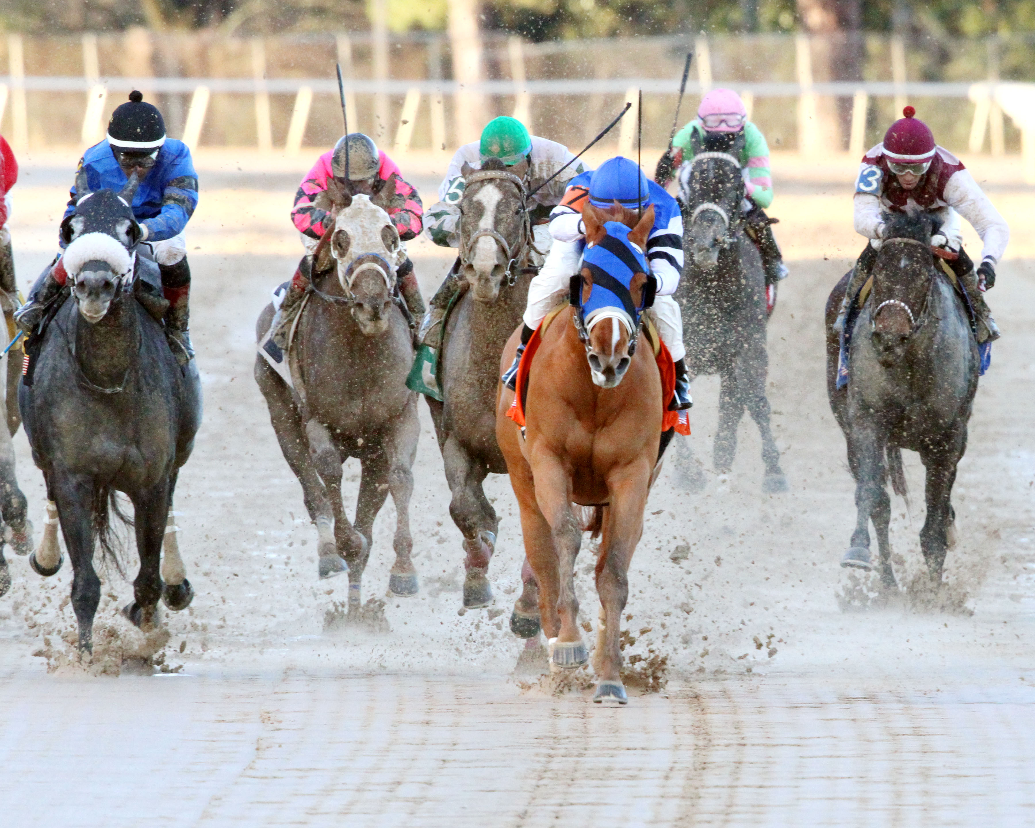 Spring Included wins the Spring Fever Stakes