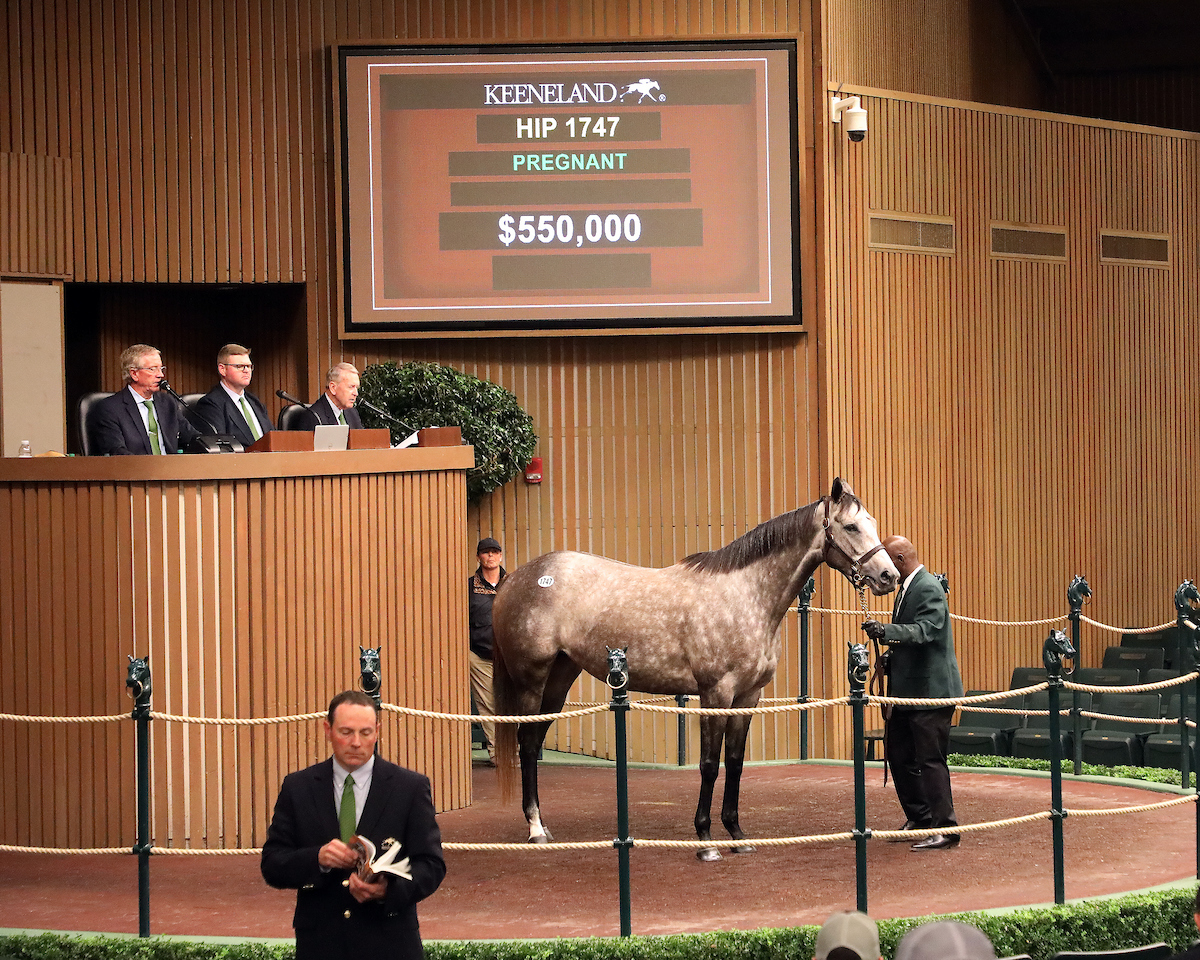 Spritz - Keeneland Sales