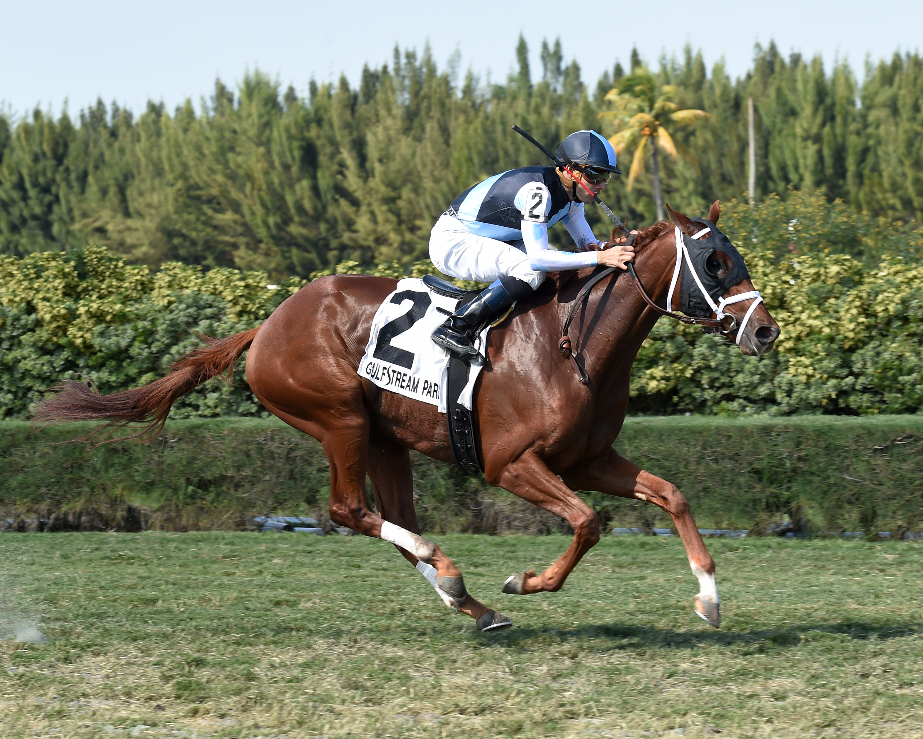 Squadron wins the Juvenile Turf Stakes