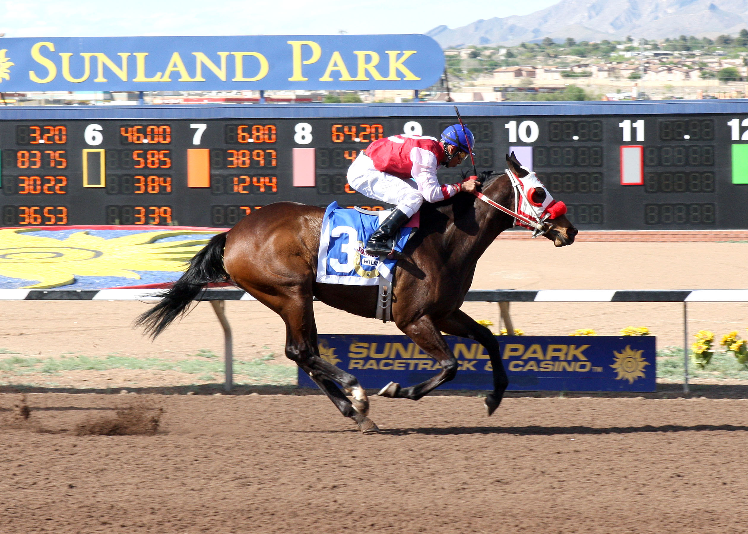 Squall Wilbud/Copper Top Futurity