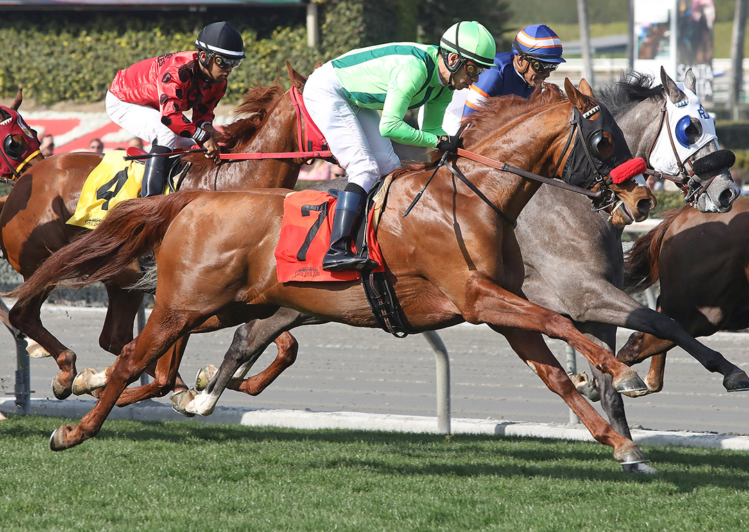 Squared Straight (No. 7) competes in a February 2020 maiden race at Santa Anita