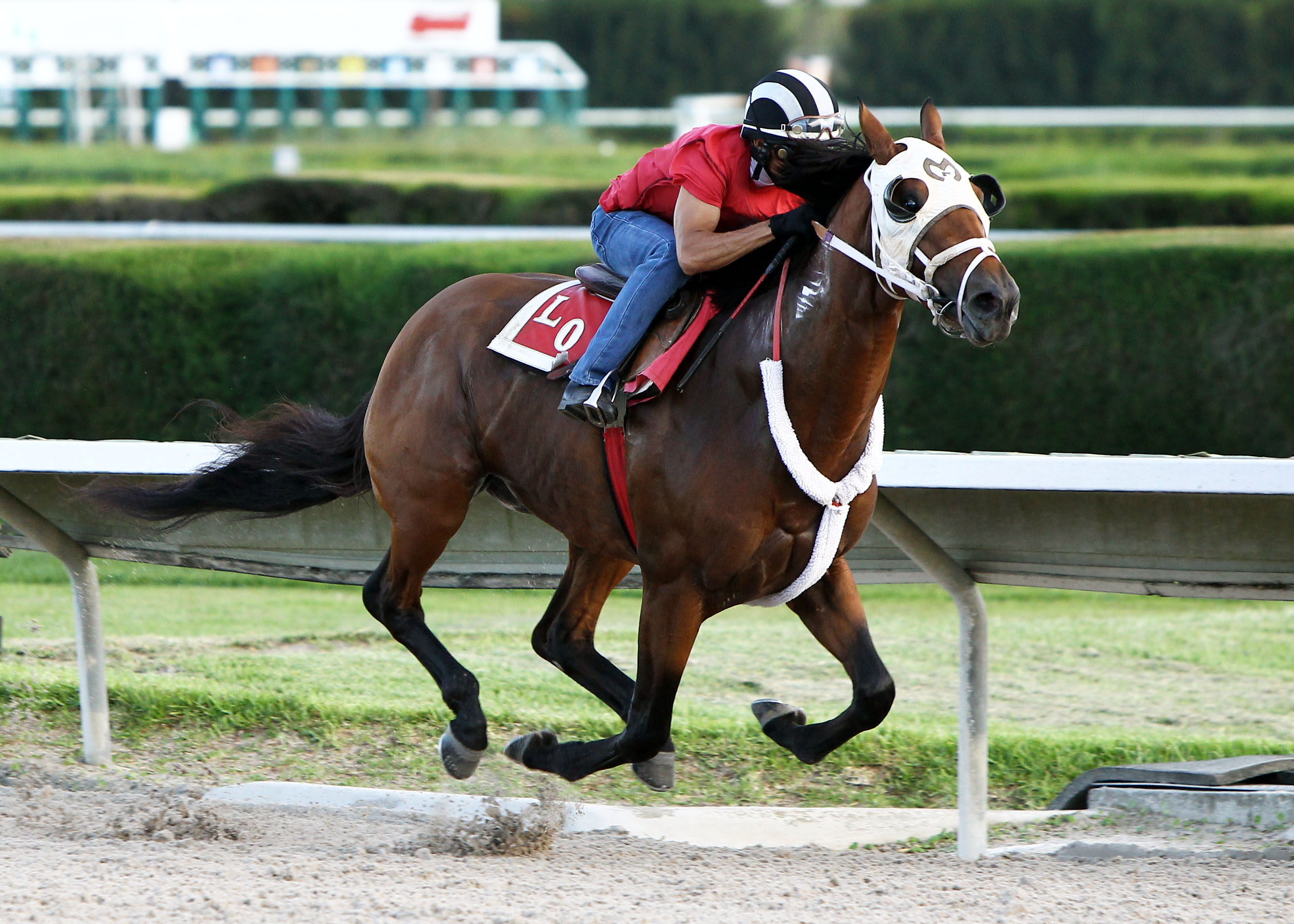 Sr Quisqueyano works at Calder