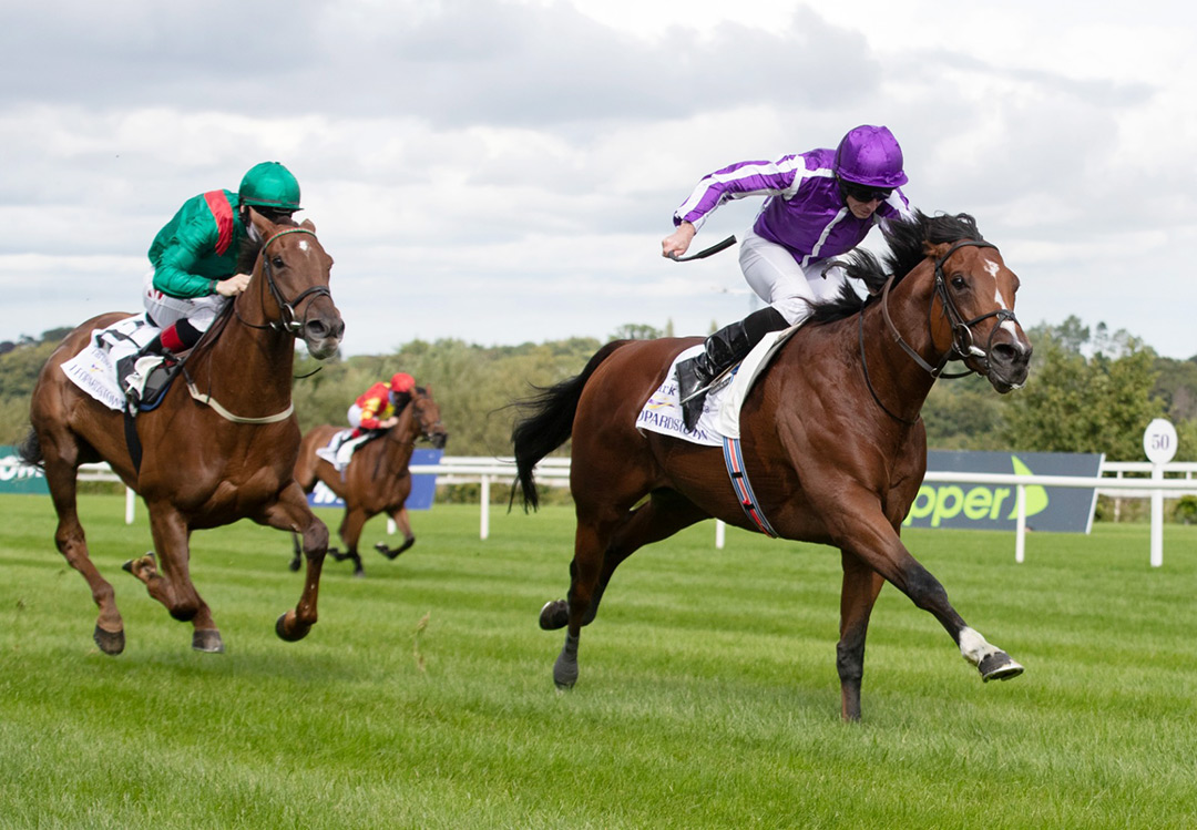 St Mark s Basilica named Cartier Horse of the Year in Europe