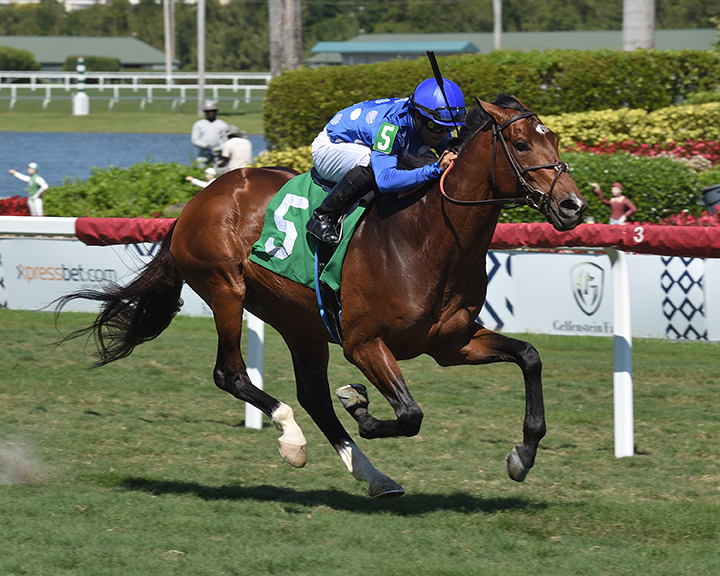 St. Denman wins a March 22 maiden race at Gulfstream