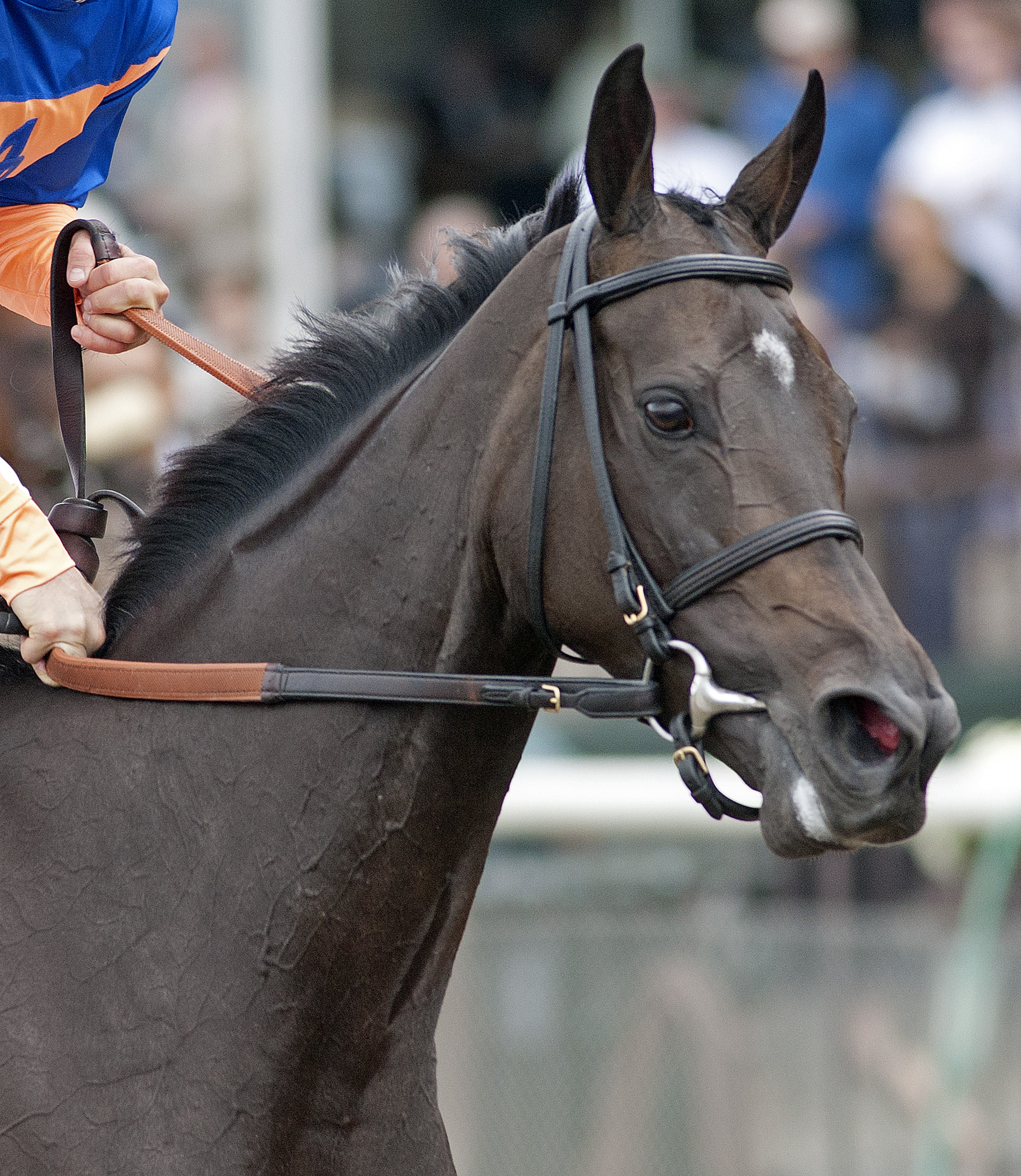 Breeders' Cup: Stacelita sold, headed to Japan