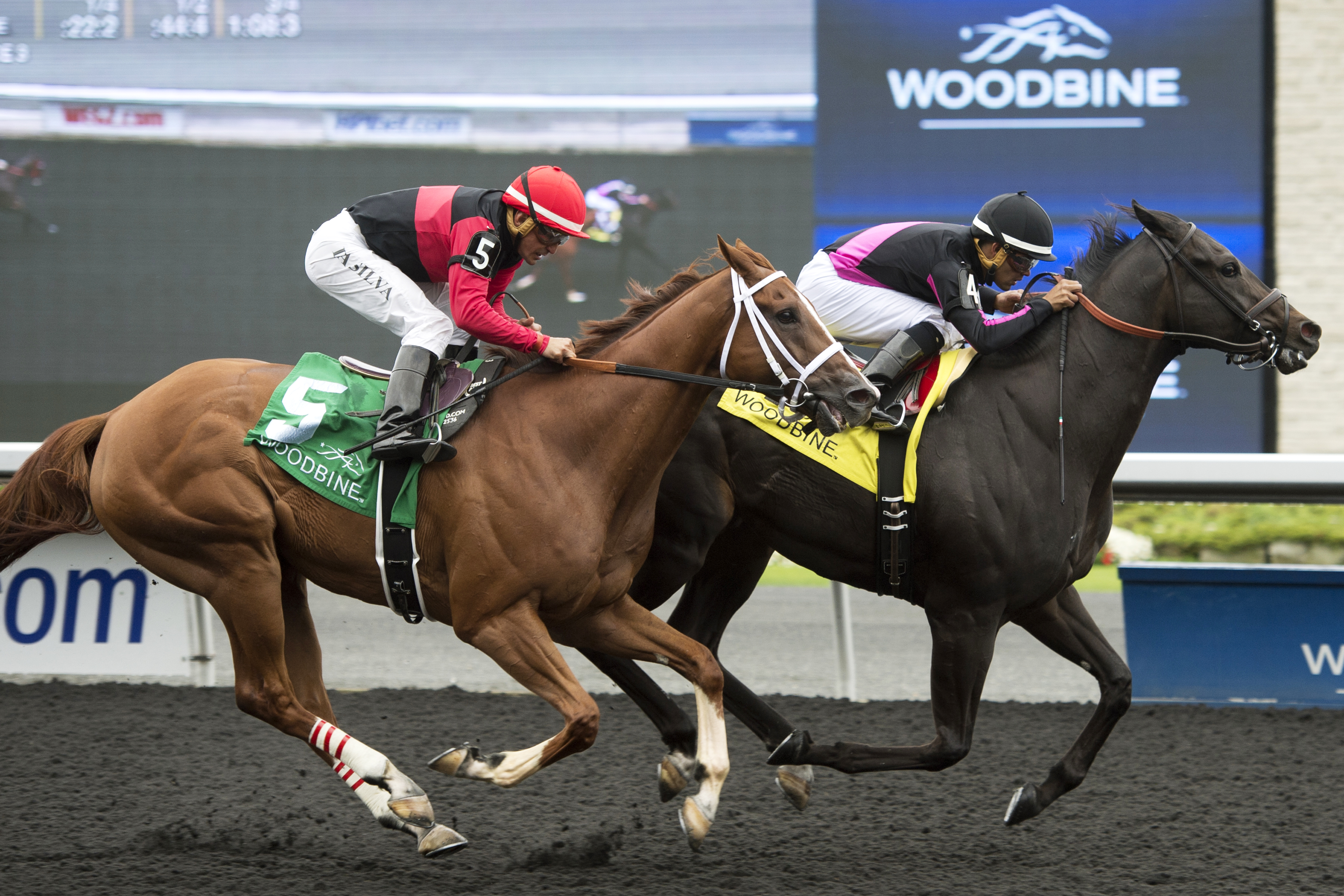 Calgary Cat finishes third in the Bold Venture