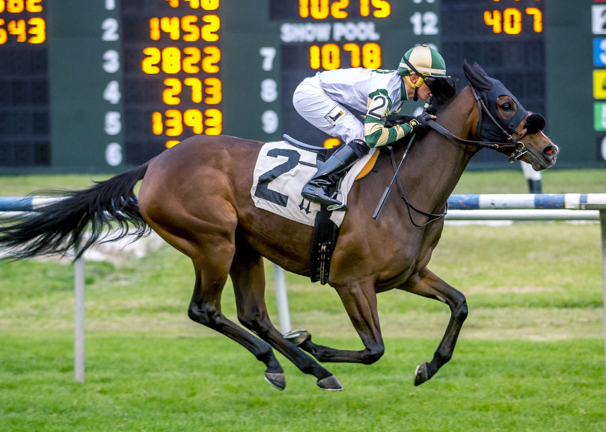 Stallion Heiress wins a maiden race