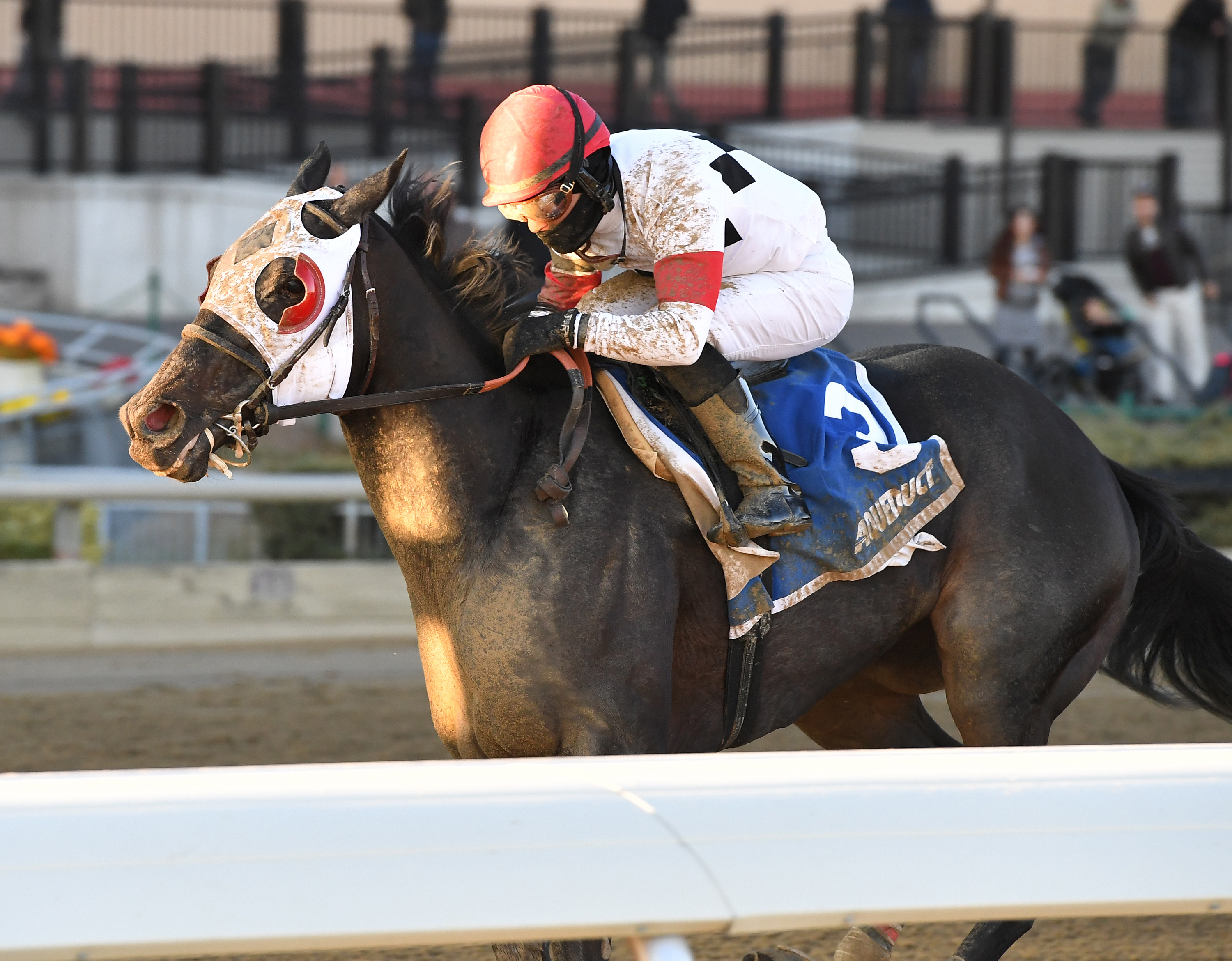 Stallwalkin Dude wins the Fall Highweight Handicap