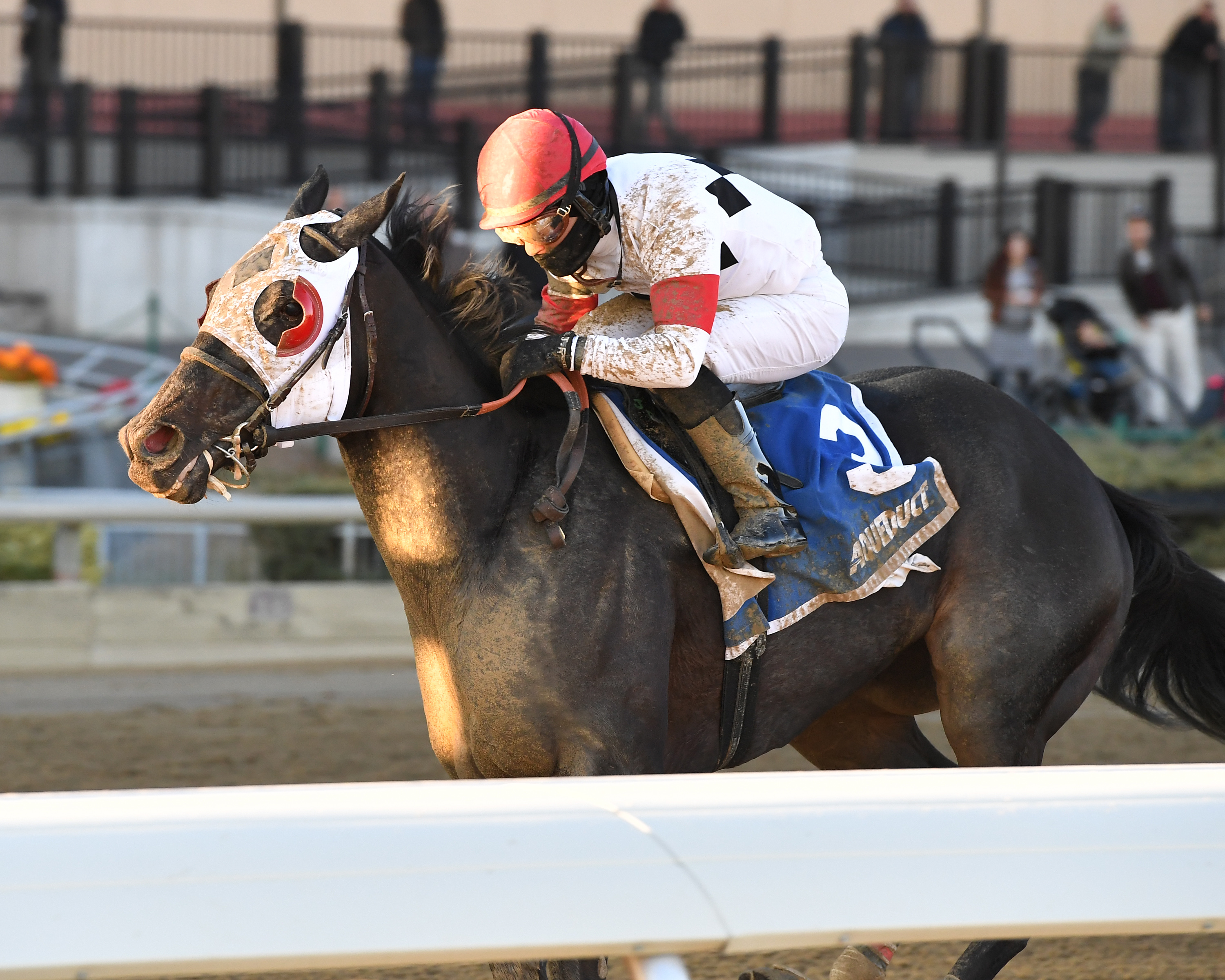 Stallwalkin Dude wins the 2017 Fall Highweight