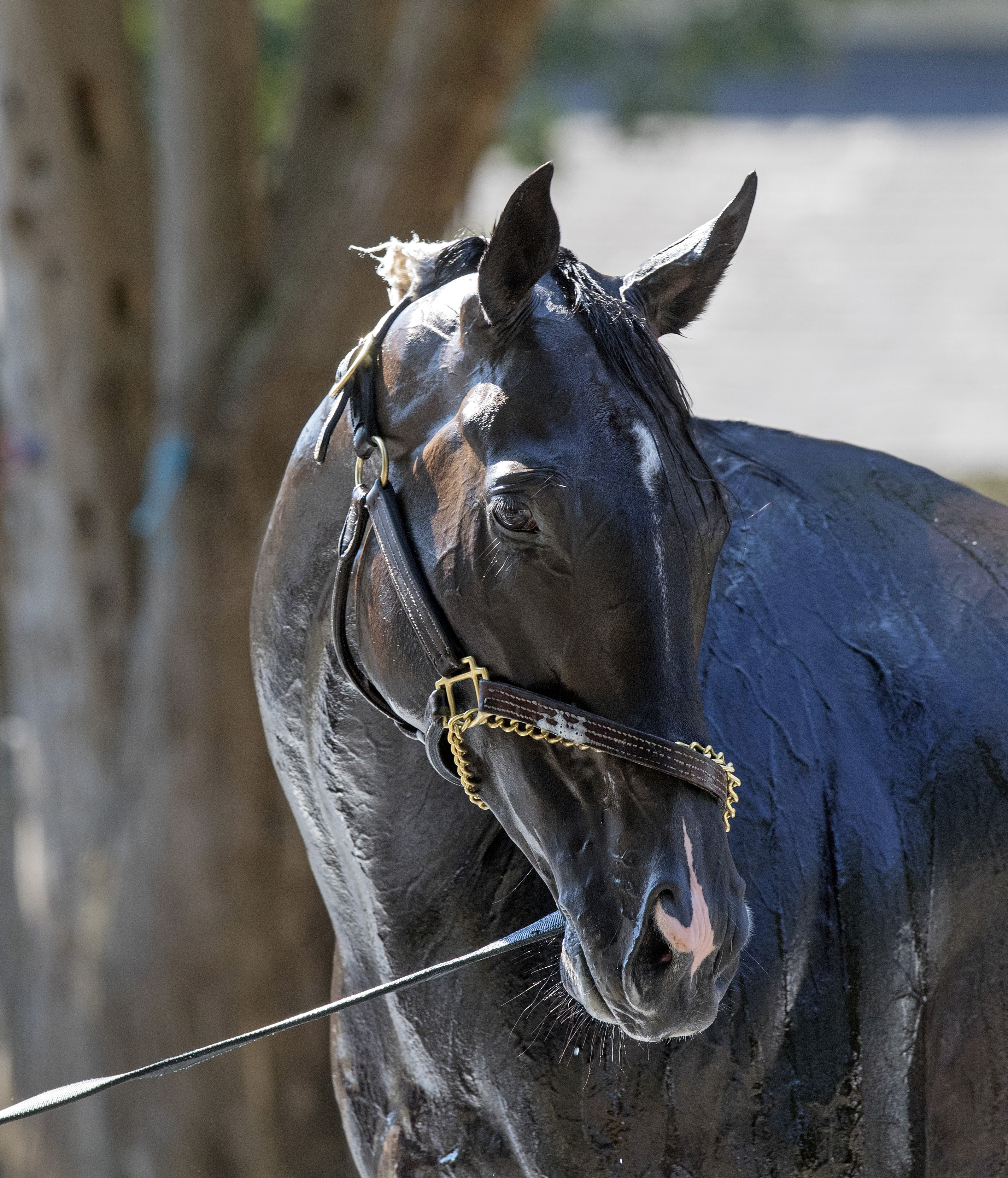 Stallwalkin' Dude in August 2017