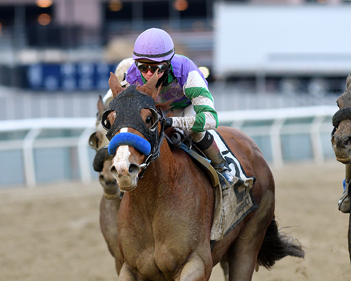 Stan the Man wins the 2019 Queens County Stakes at Aqueduct Racetrack