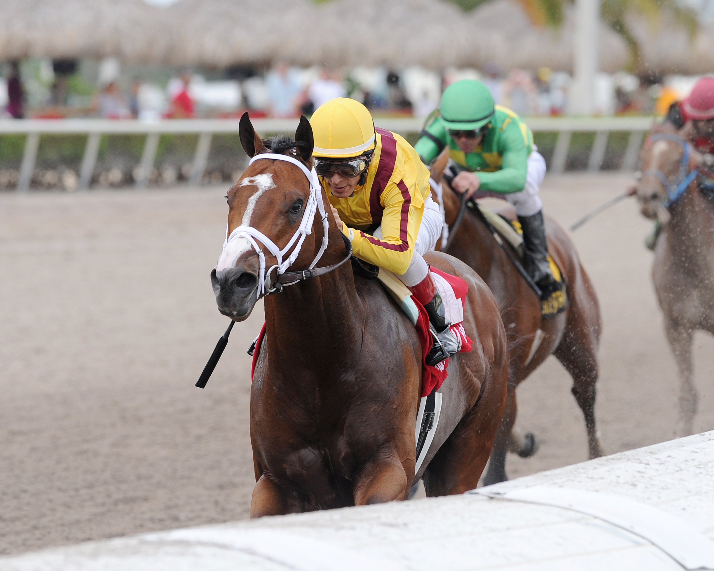 Stanford wins the Harlan's Holiday Stakes