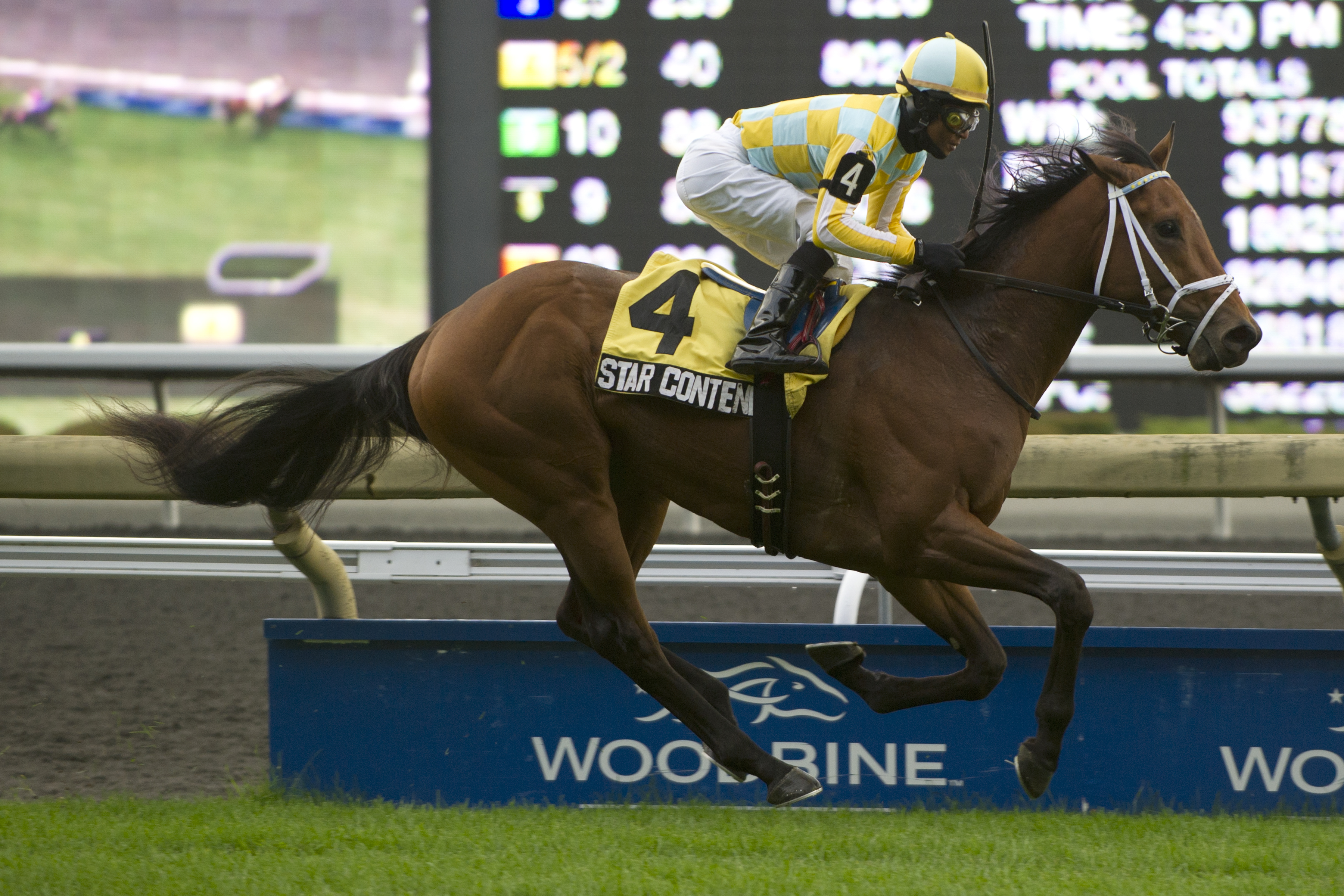Star Contender, Cup and Saucer Stakes