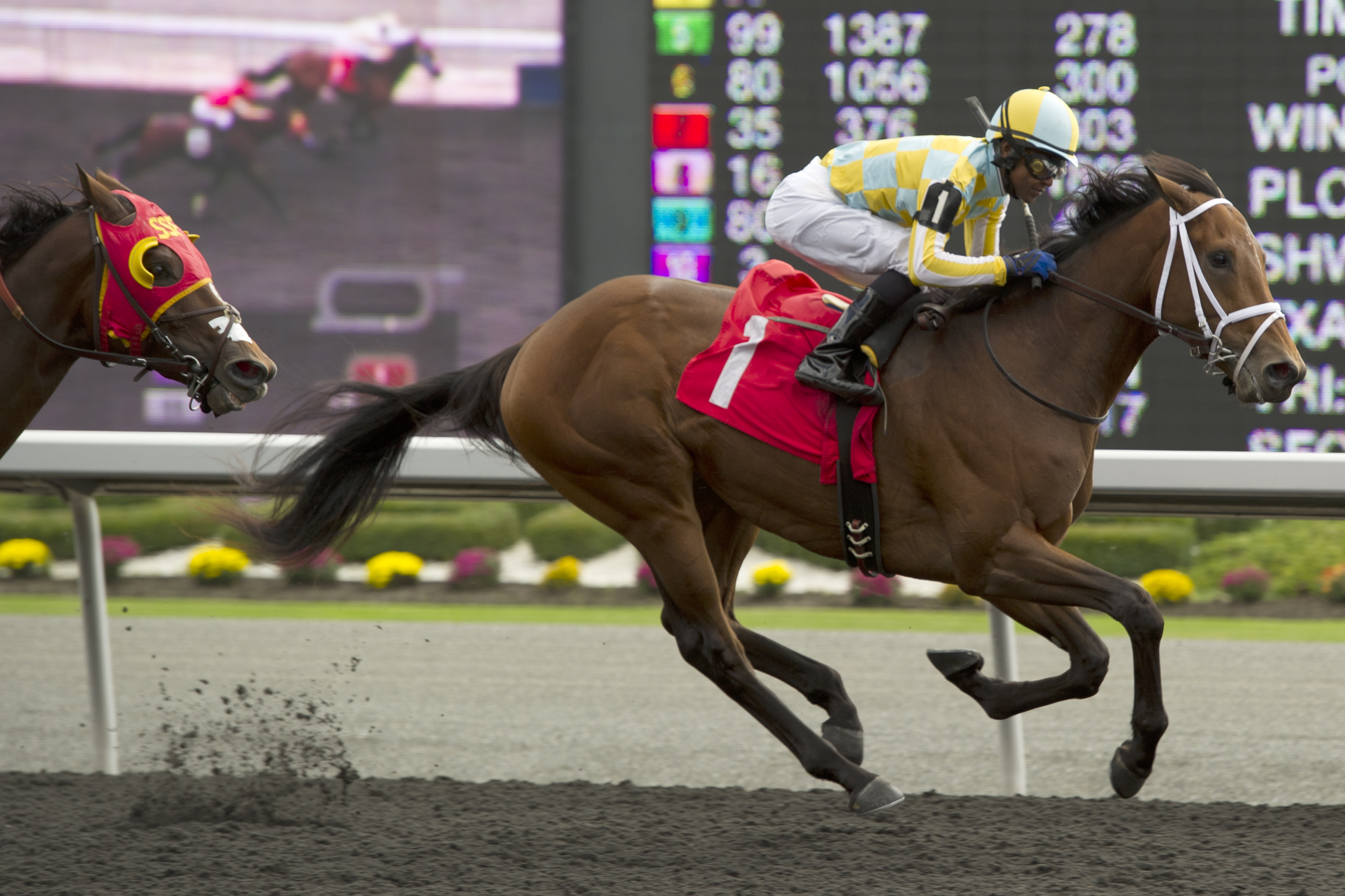 Star Contender/maiden race