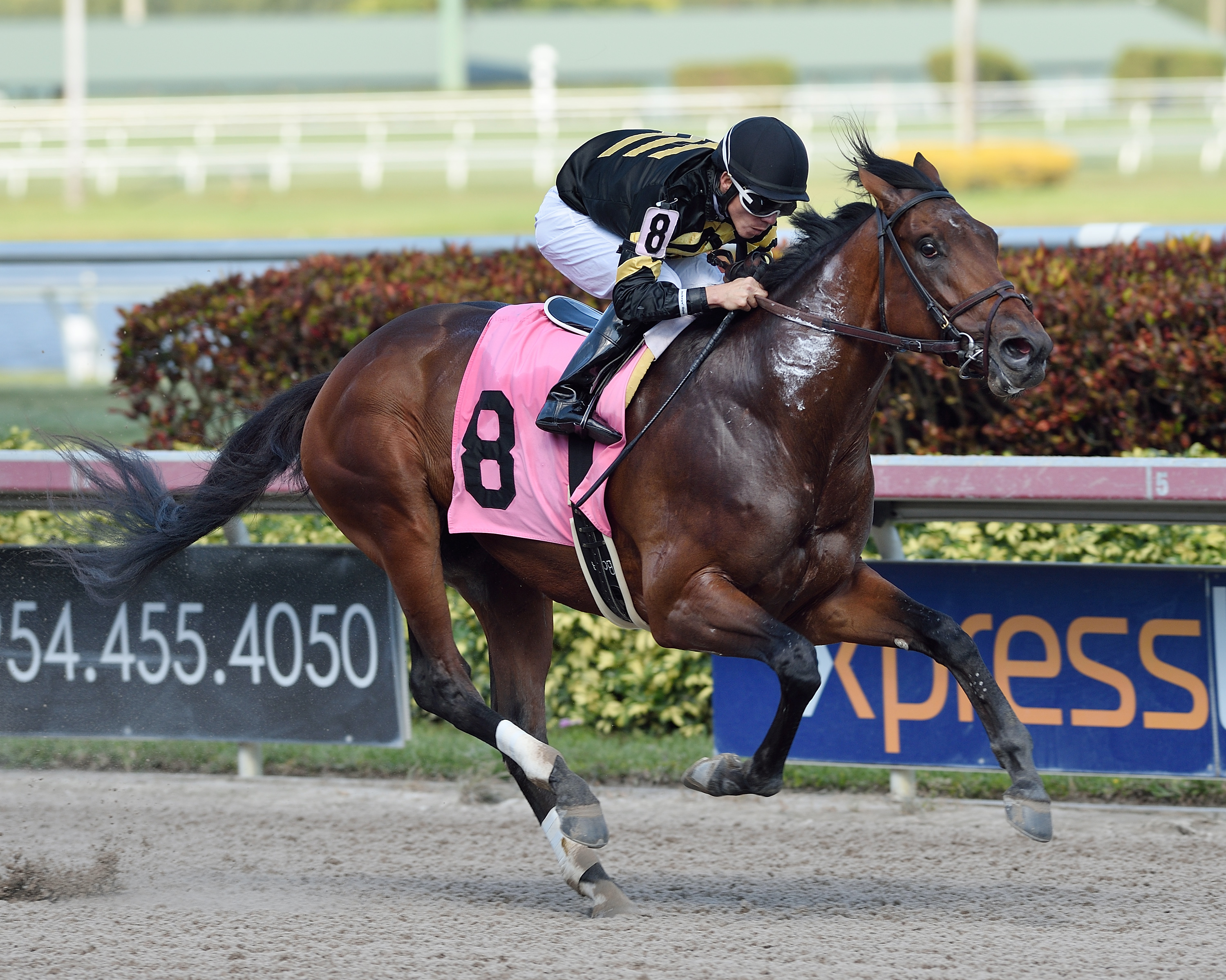 Star Hill wins a maiden race