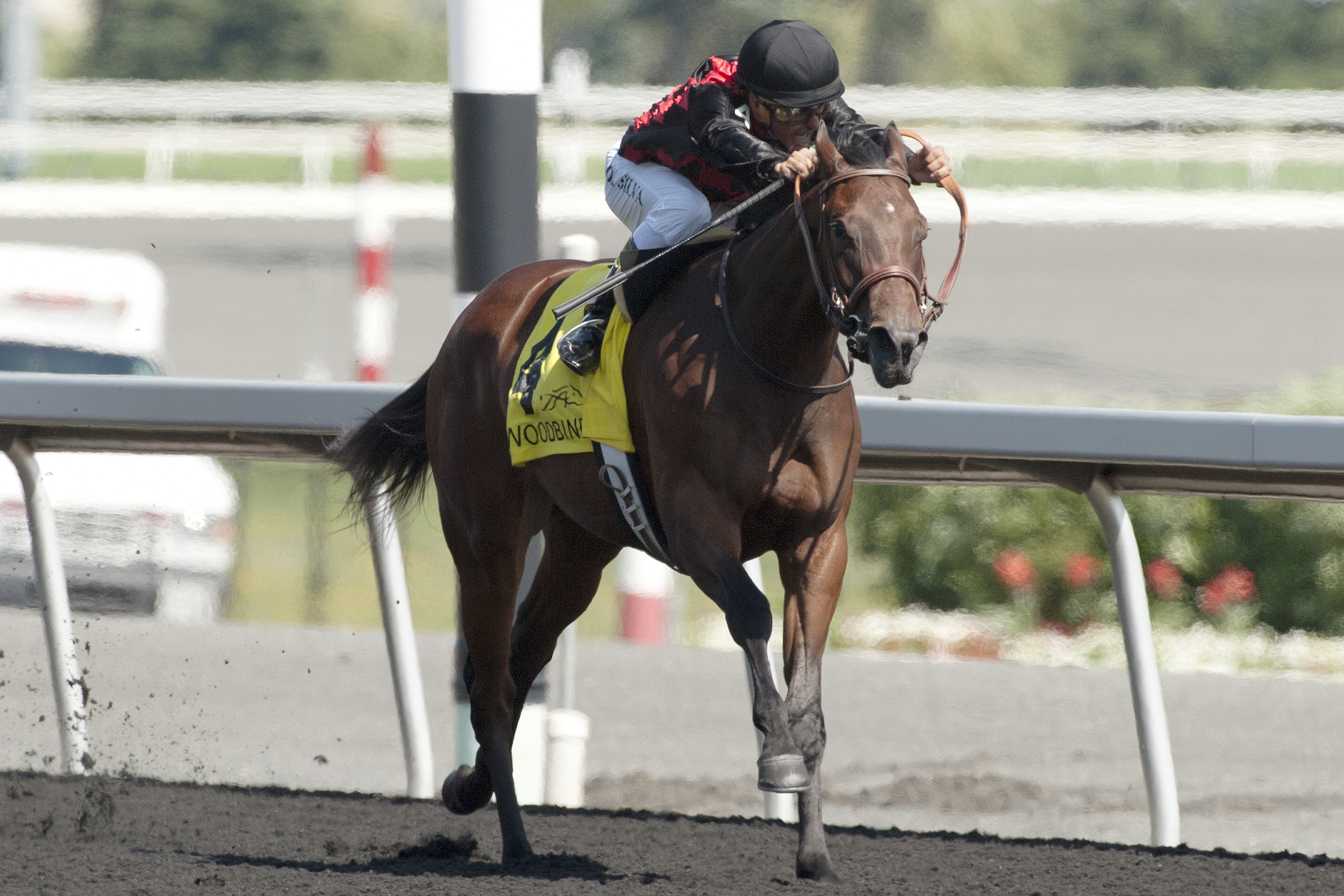 Starless Night wins the Shady Well