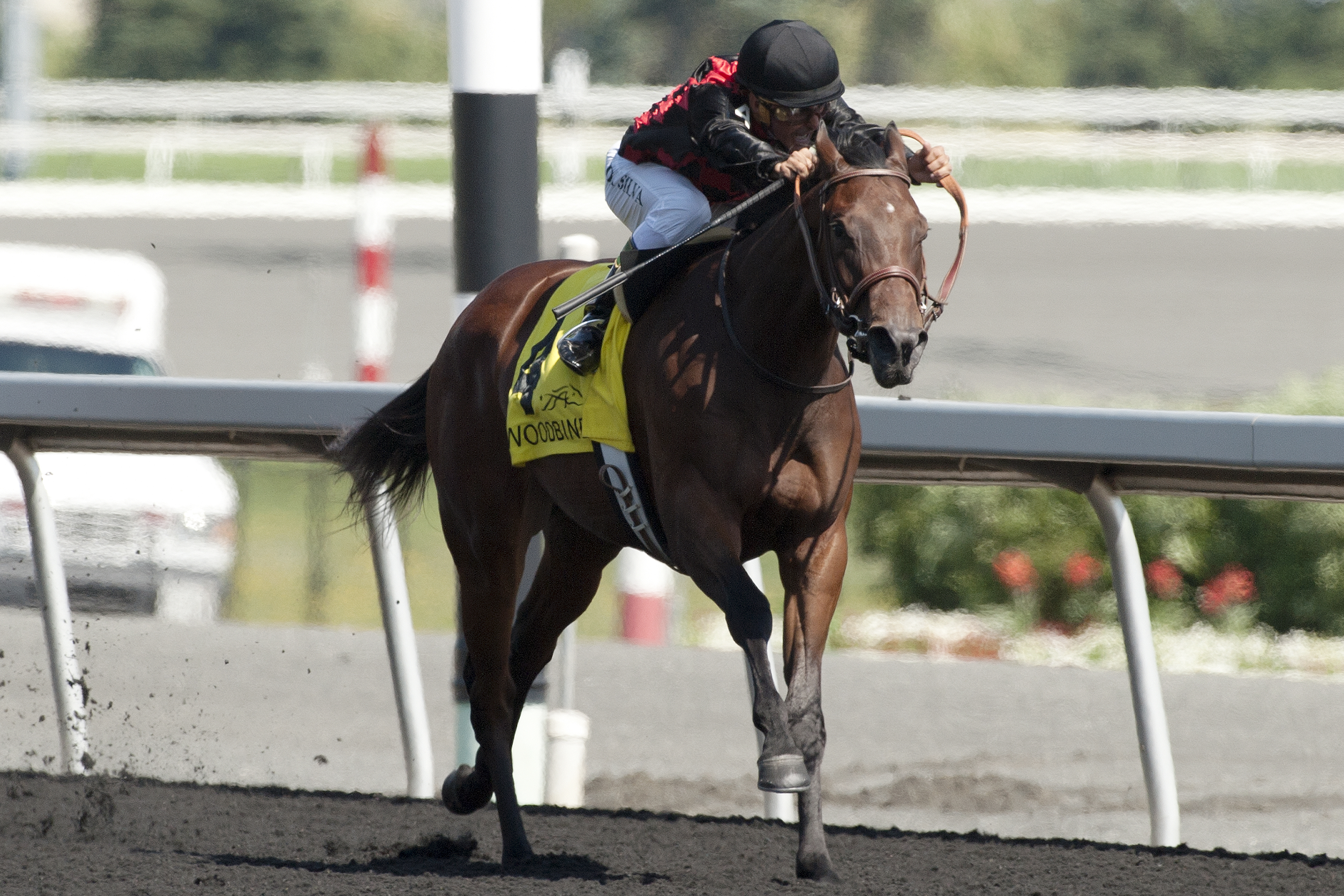 Starless Night wins the Shady Well