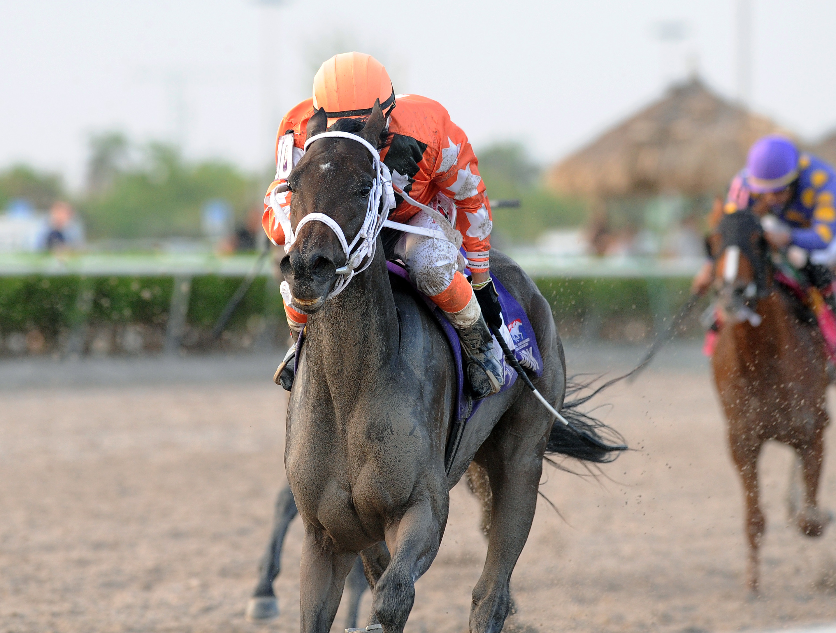 Starship Bonita wins the 2017 My Dear Girl Stakes