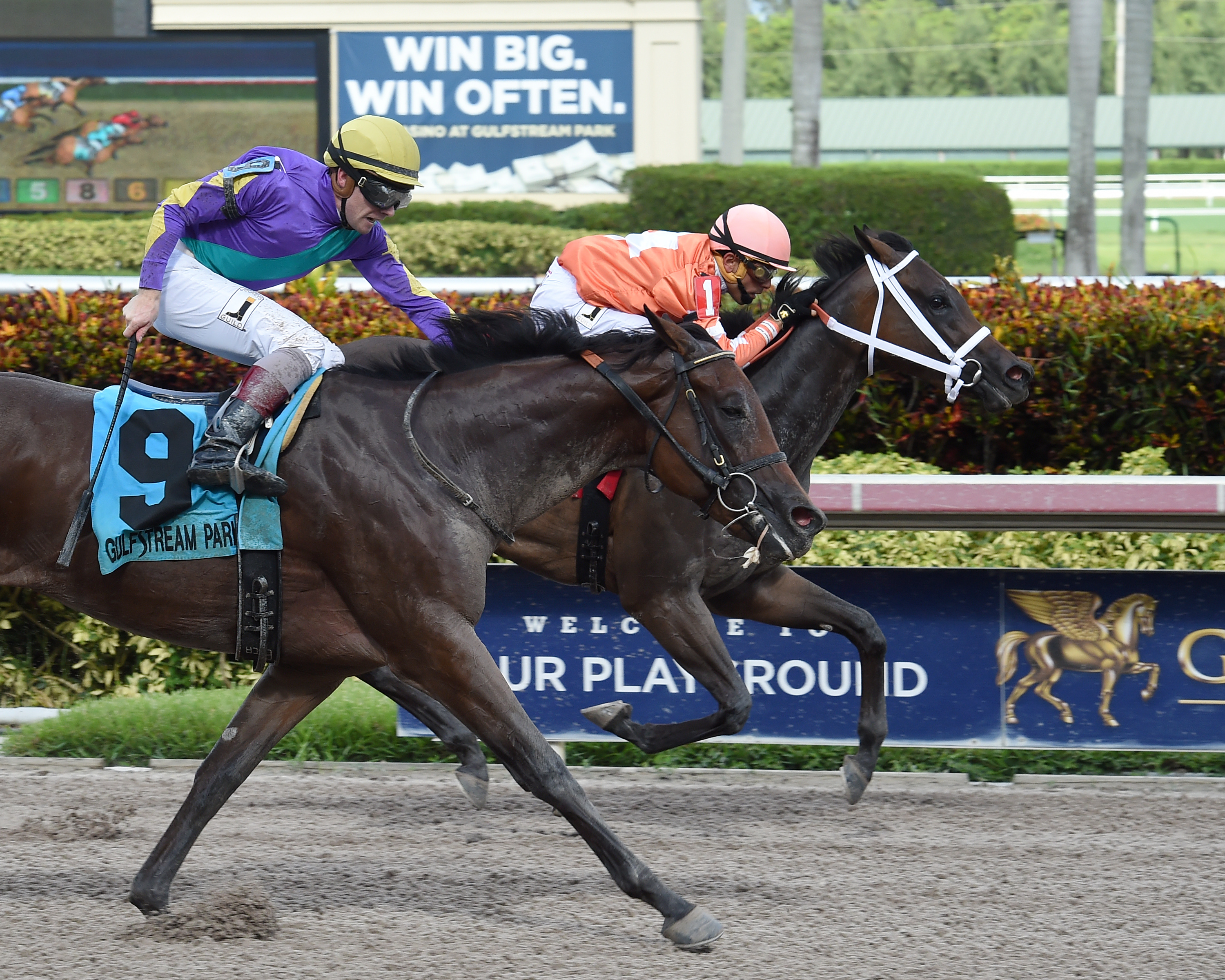 Starship Bonita wins the 2017 Susan's Girl Stakes