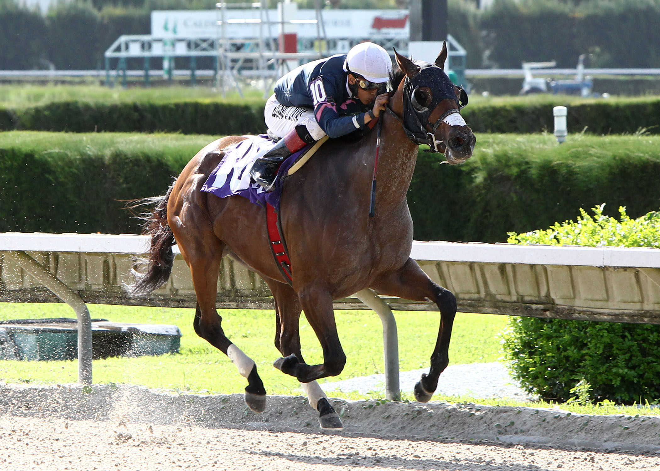 Starship Truffles, Princess Rooney Handicap