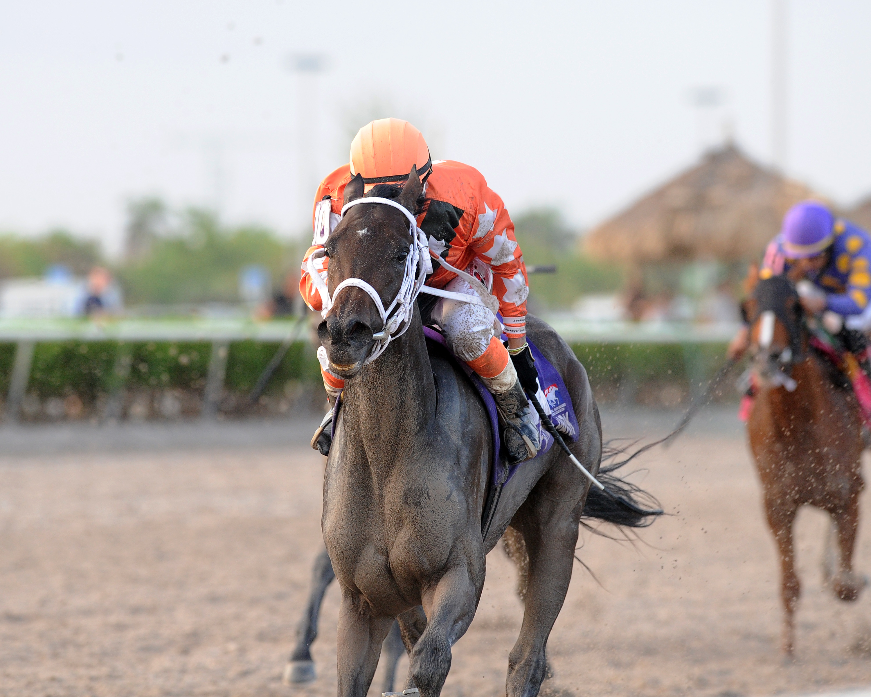 Starship Bonita wins the 2017 FSS My Dear Girl Stakes