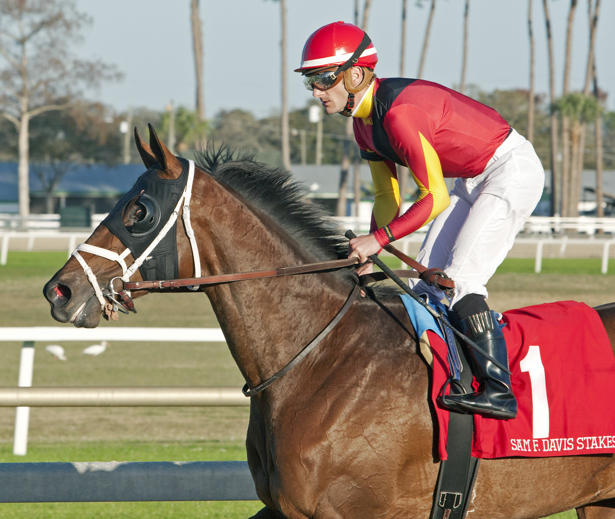State of Honor finishes third at the Sam F. Davis