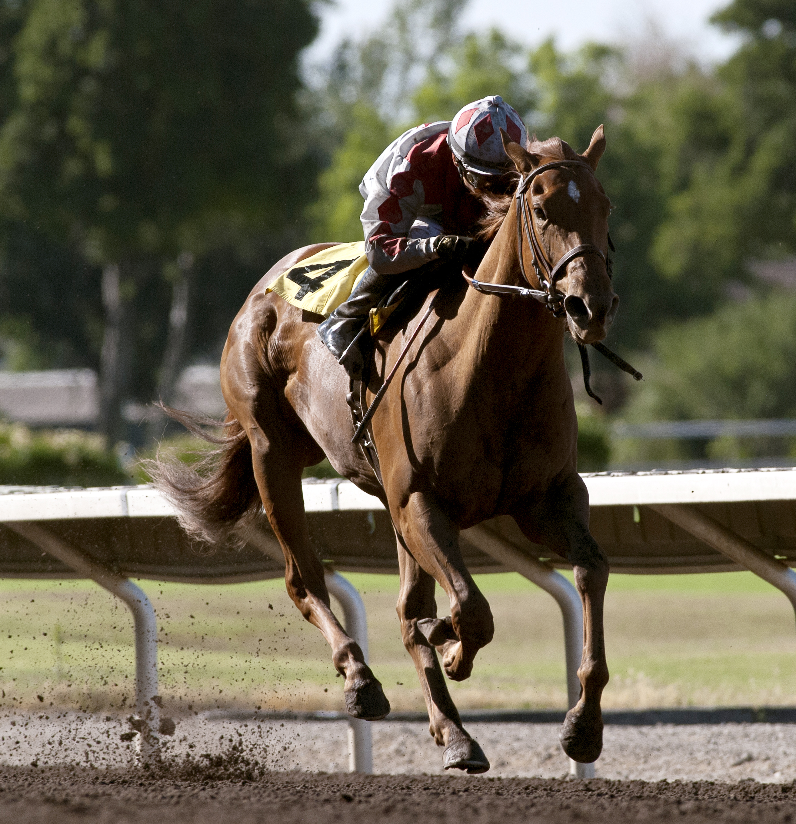 Stays in Vegas wins the Juan Gonzalez Memorial Stakes