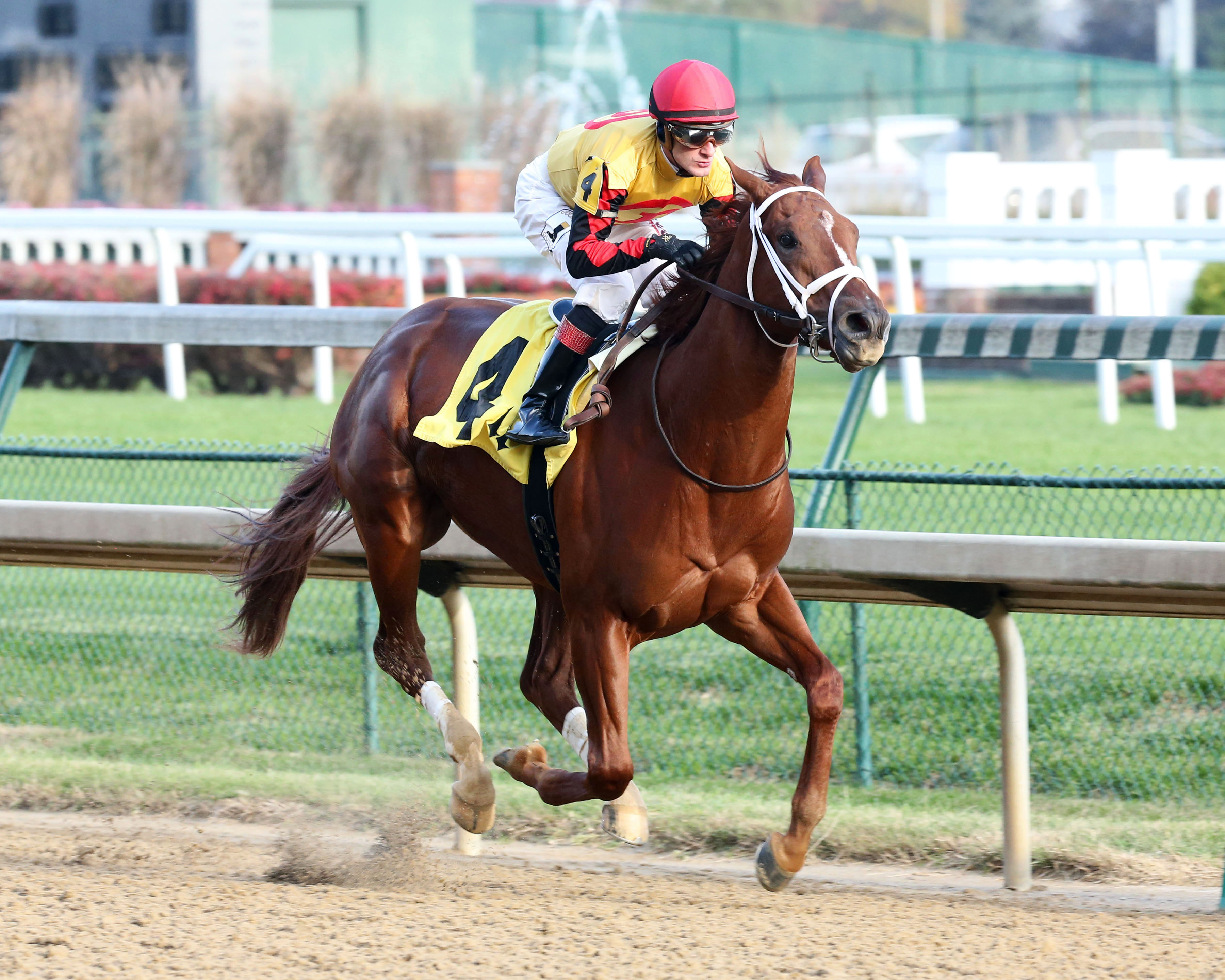 Steel Shot wins a Nov. 17, 2017 maiden race