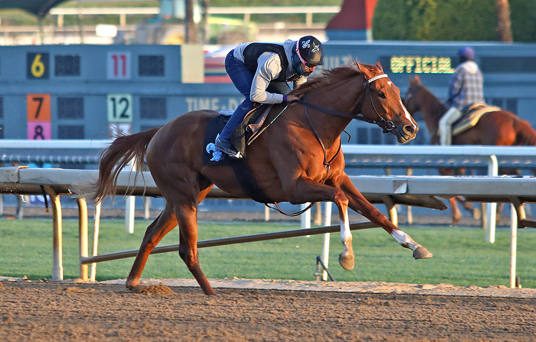 Stella Noir trains at Santa Anita on March 6
