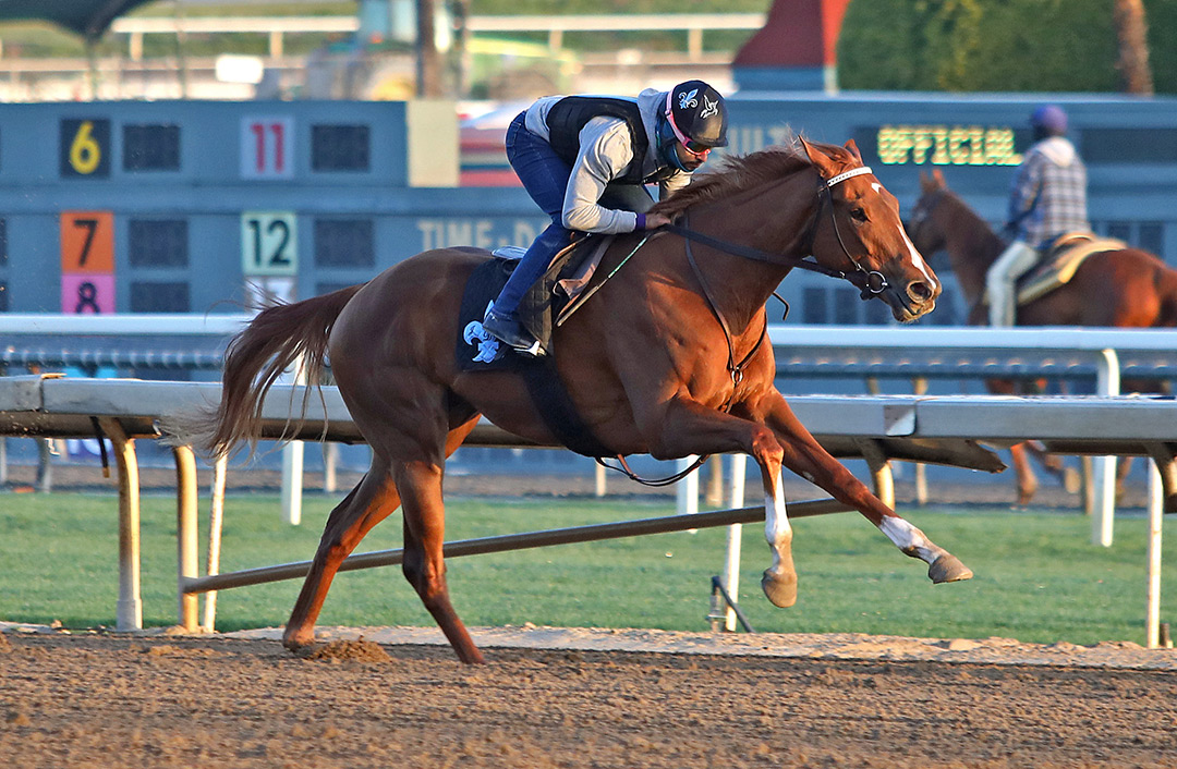 Stella Noir trains at Santa Anita on March 6