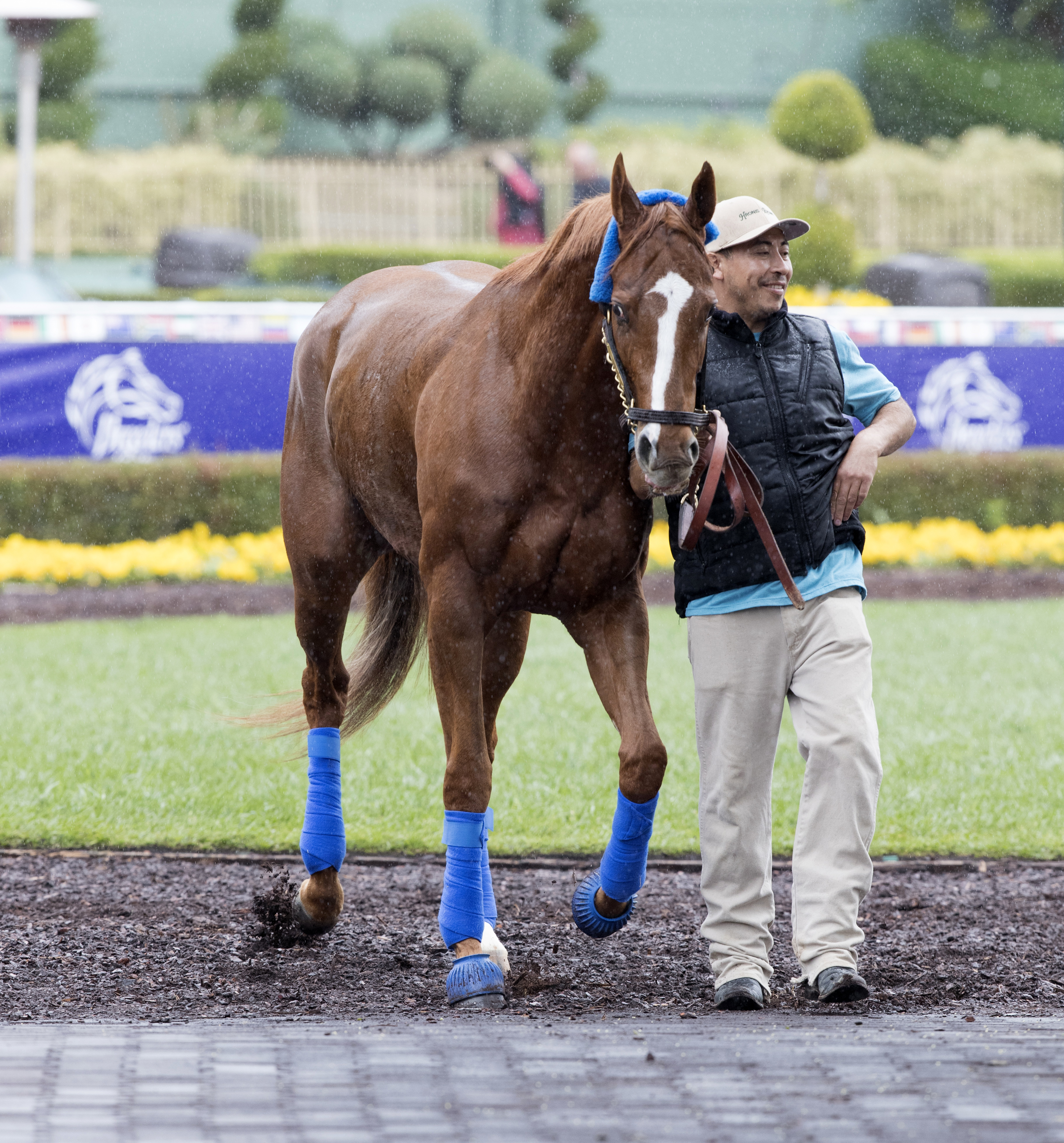 Stellar Wind at the Breeders' Cup