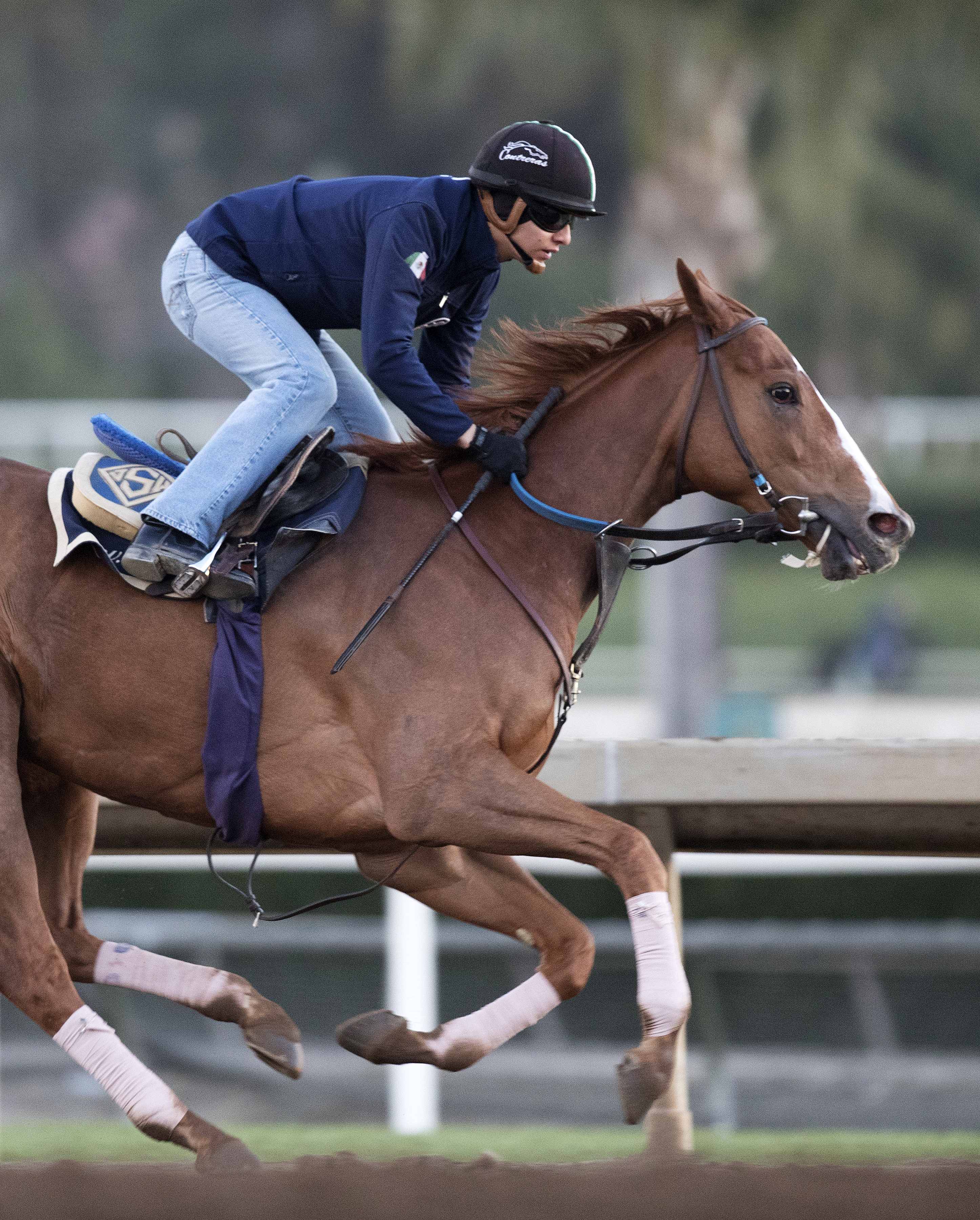 Stellar Wind trains at Santa Anita on Feb. 16