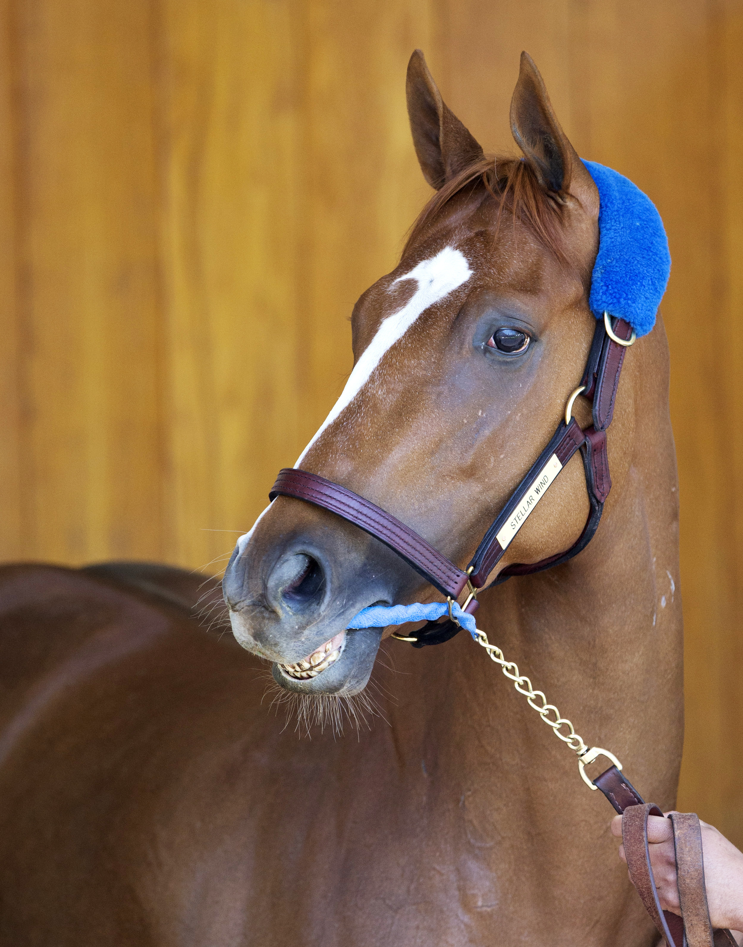 Stellar Wind portrait