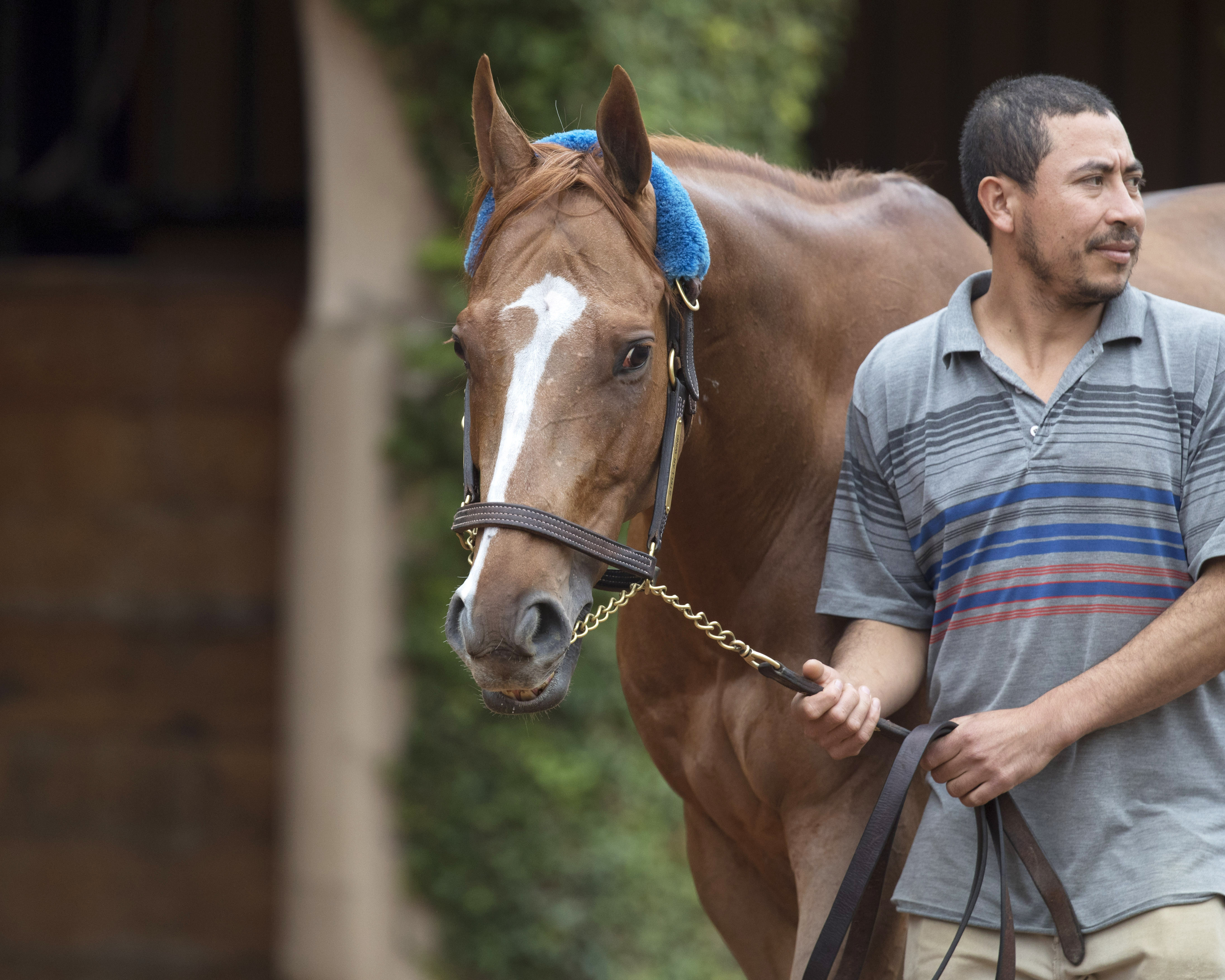 Stellar Wind at the 2017 Breeders Cup