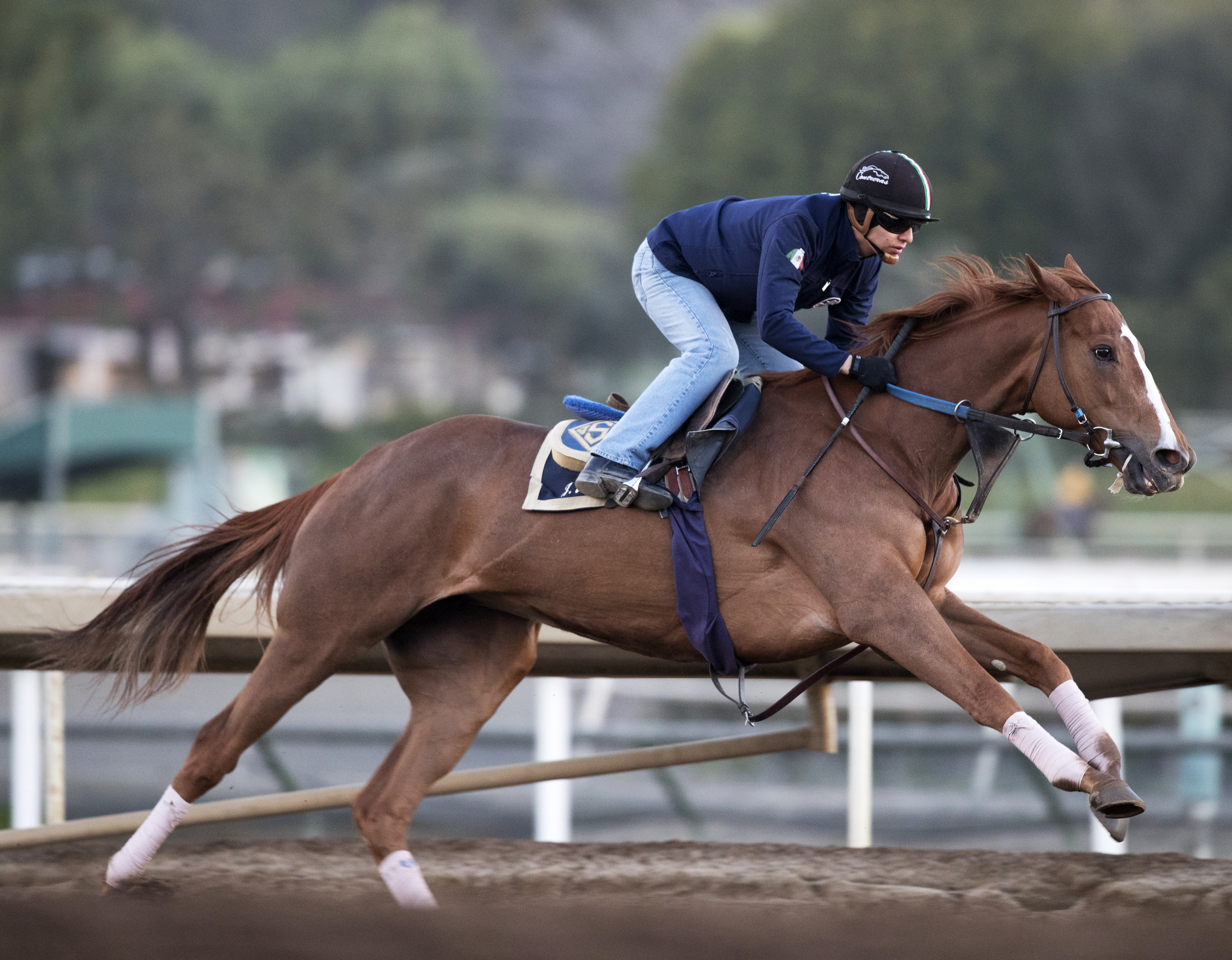 Stellar Wind trains at Santa Anita on Feb. 16
