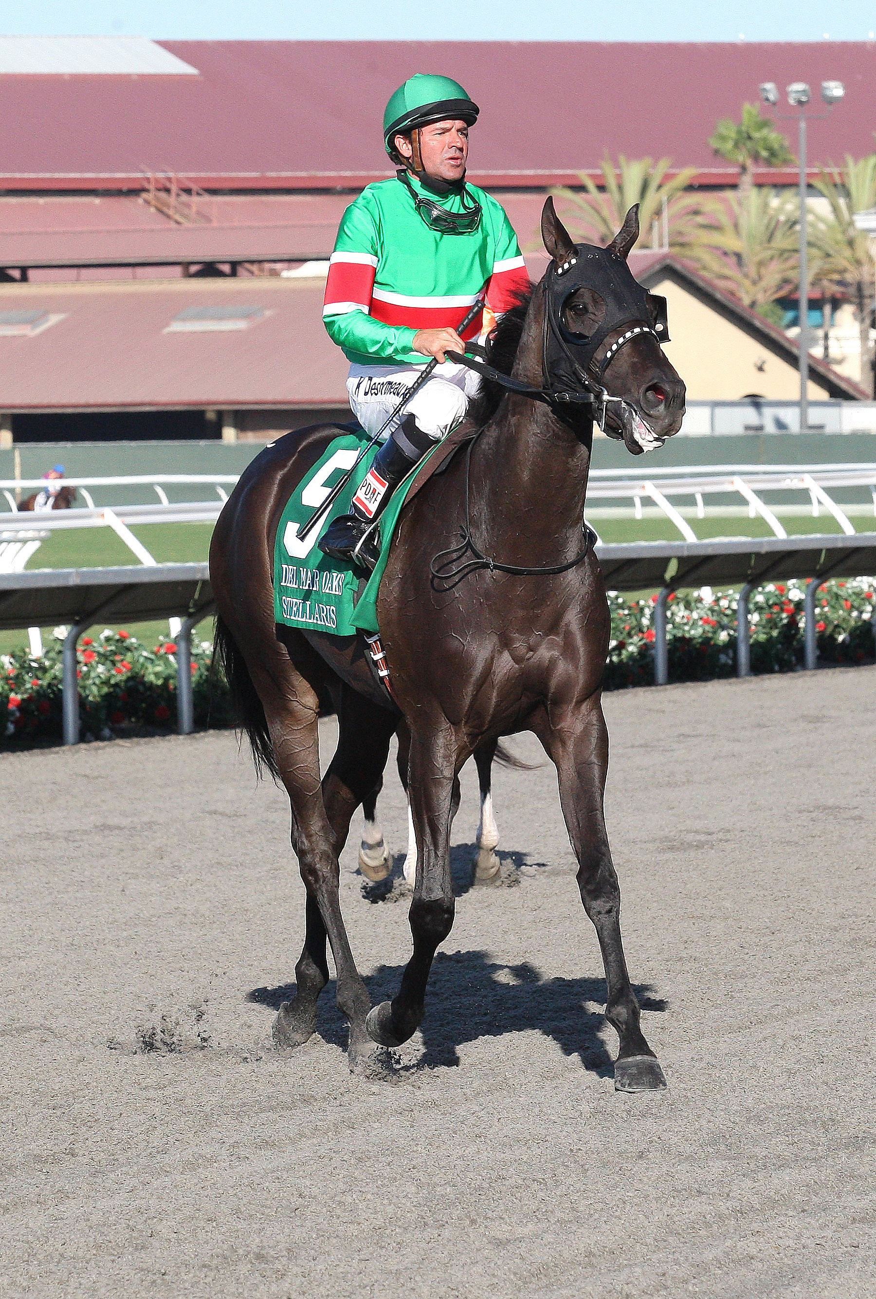 Stellaris finishes second in the Del Mar Oaks