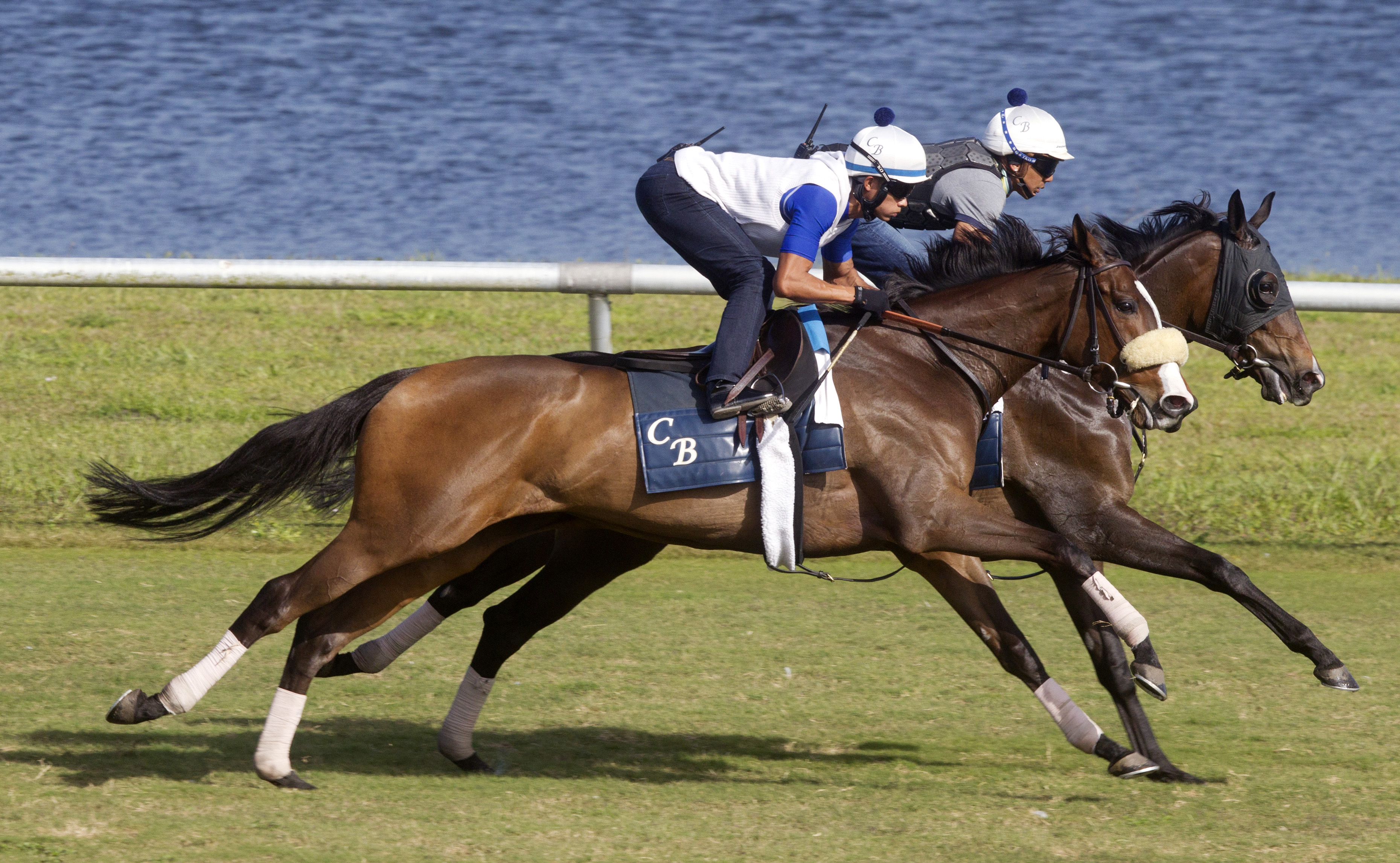 Stephanie's Kitten trains with Ball Dancing at Palm Meadows