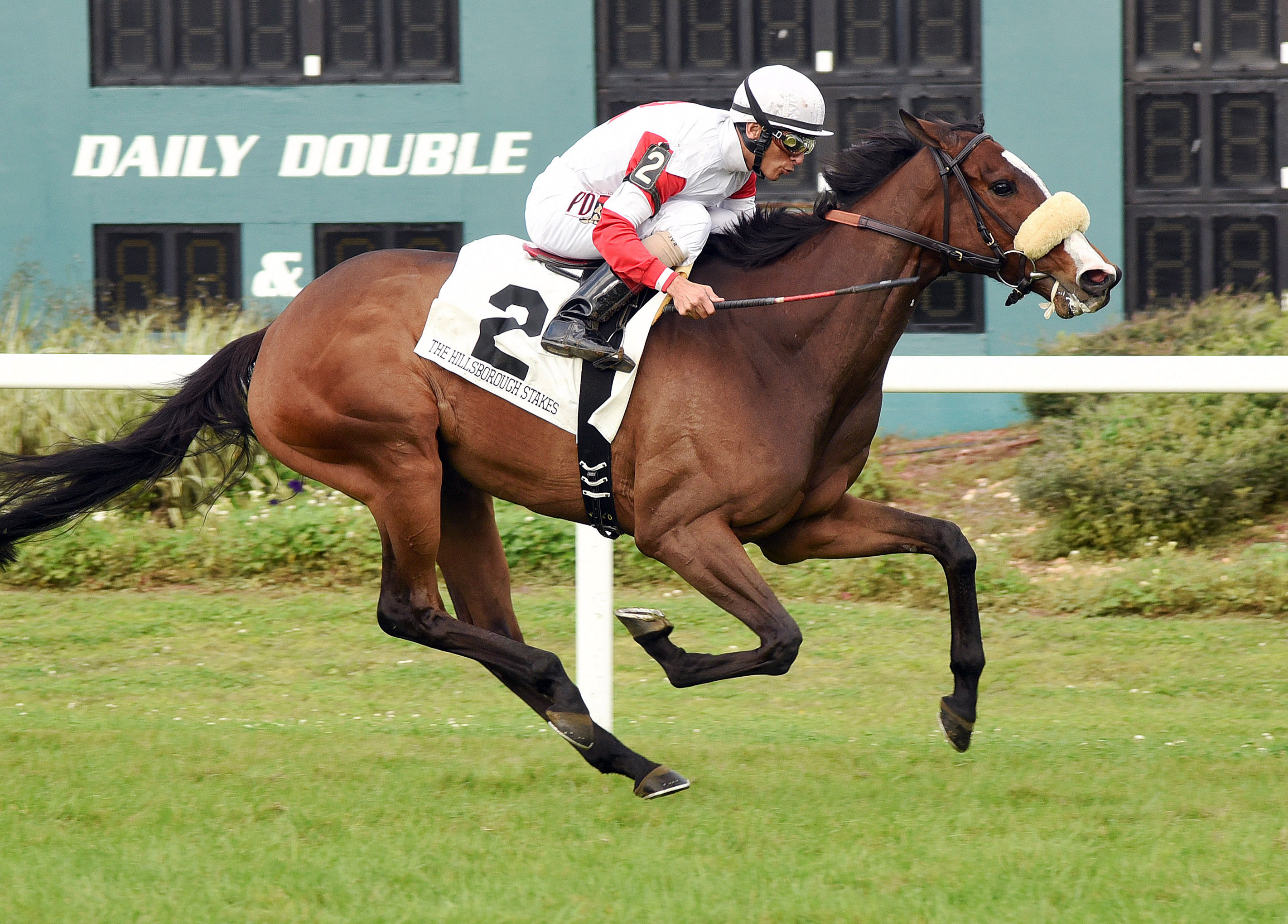 Stephanie's Kitten wins the Hillsborough Stakes