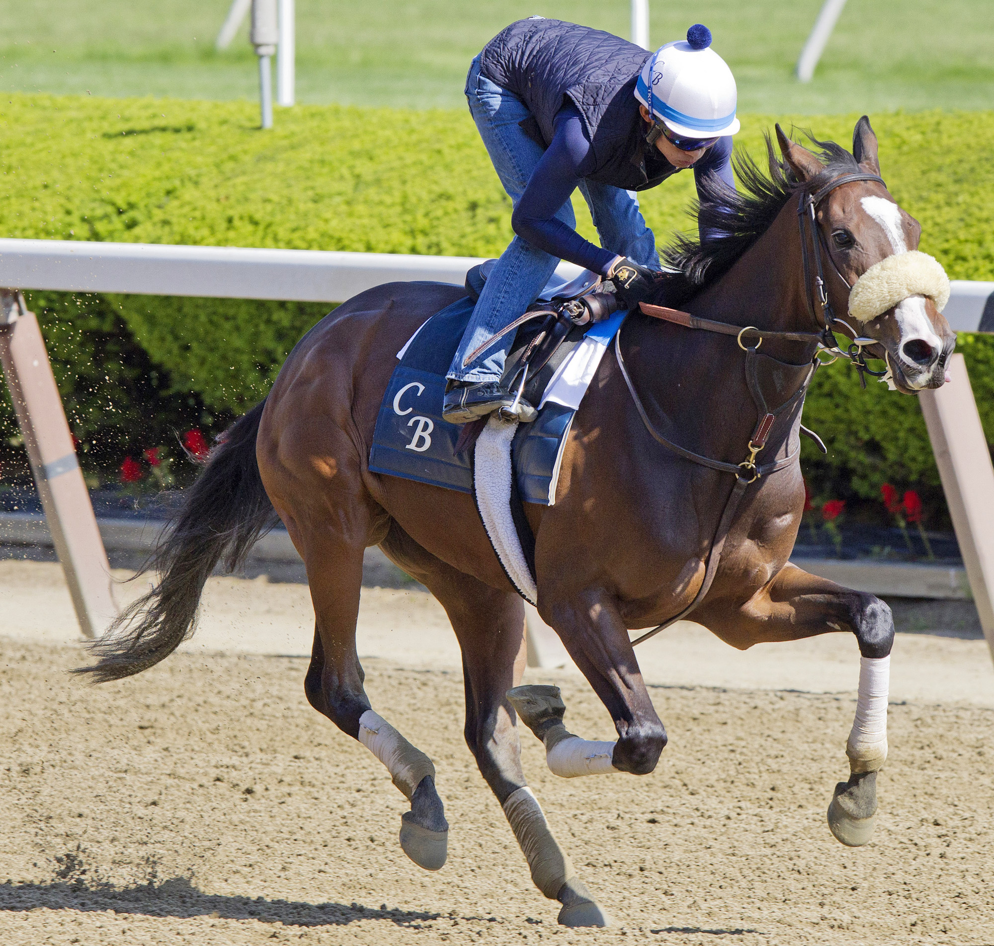 Stephanie's Kitten trains at Belmont on May 22