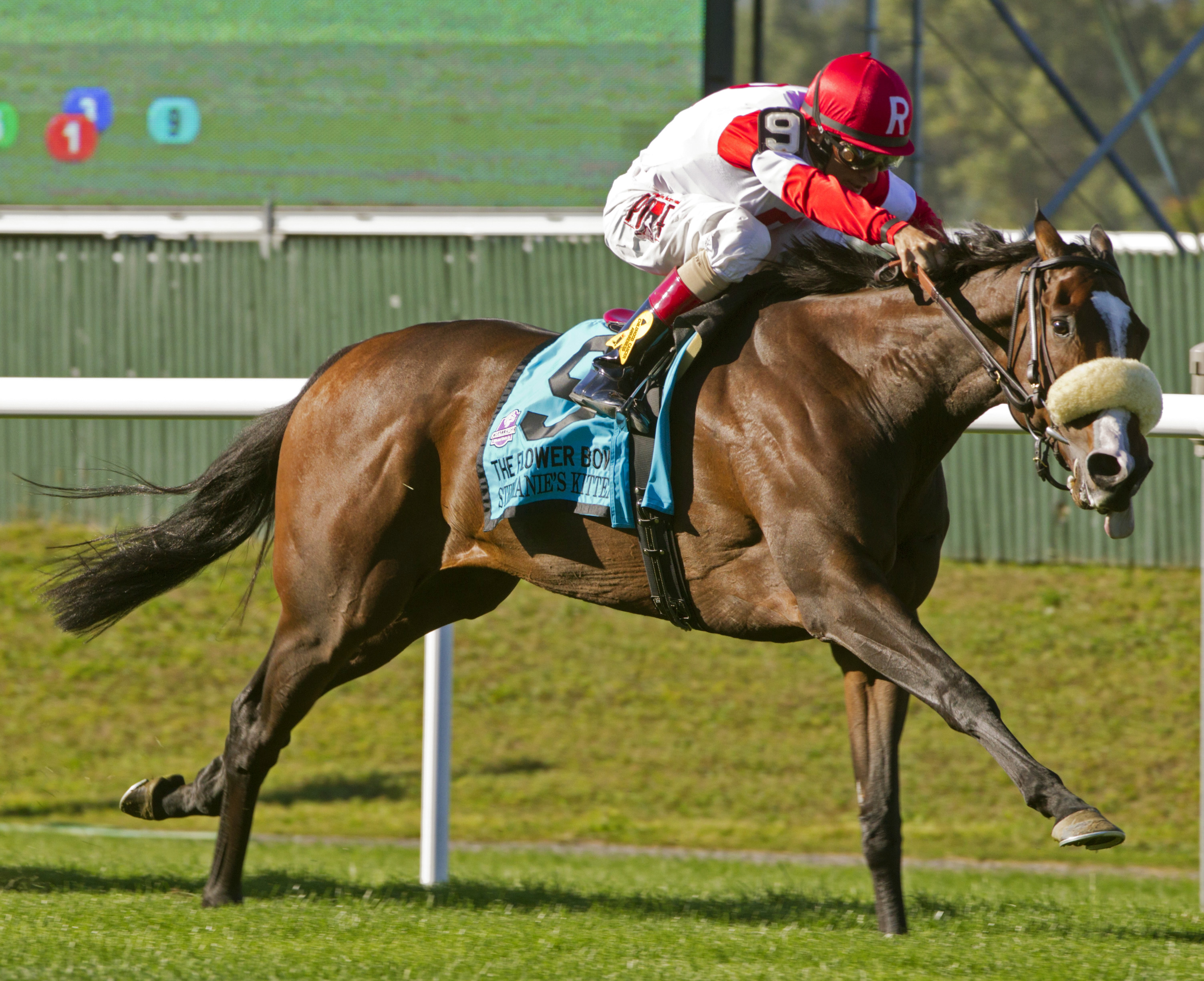Stephanie's Kitten wins the Flower Bowl