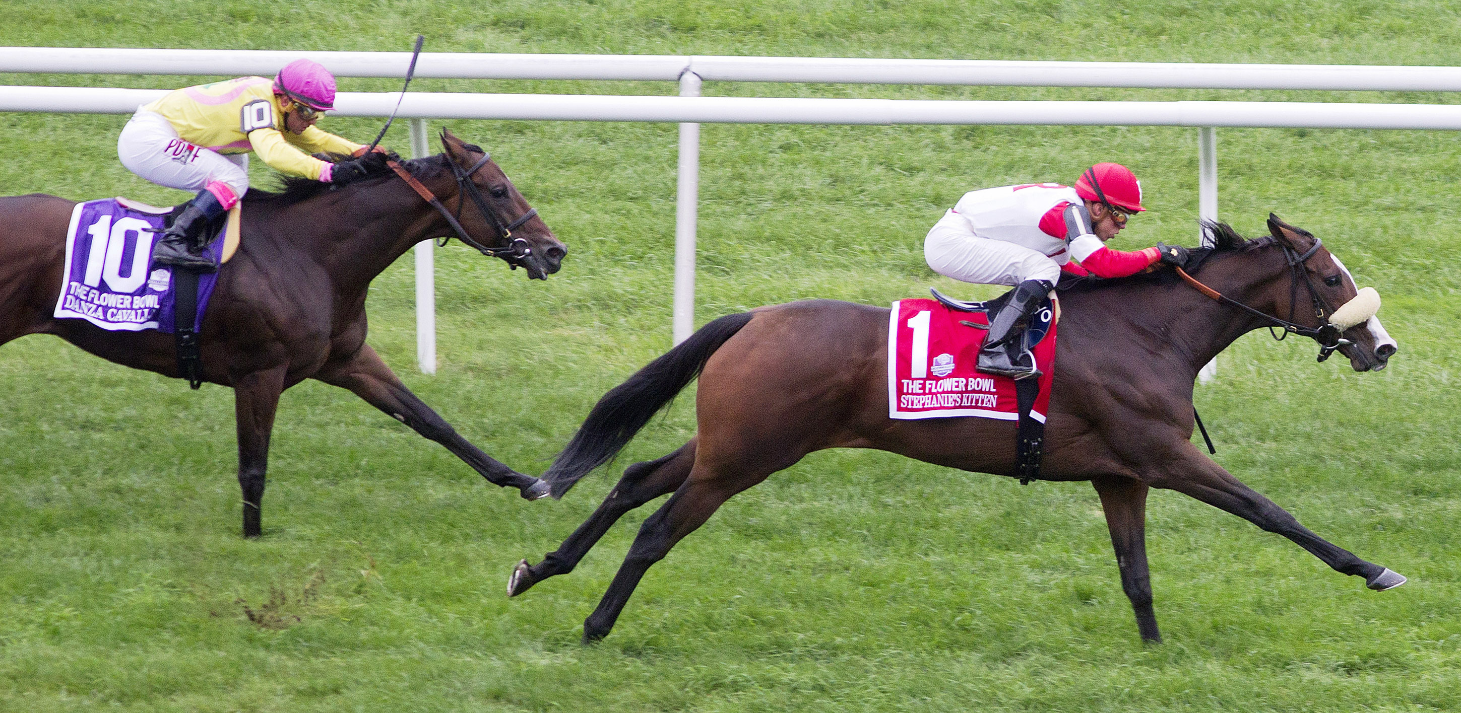 Stephanie's Kitten wins the Flower Bowl