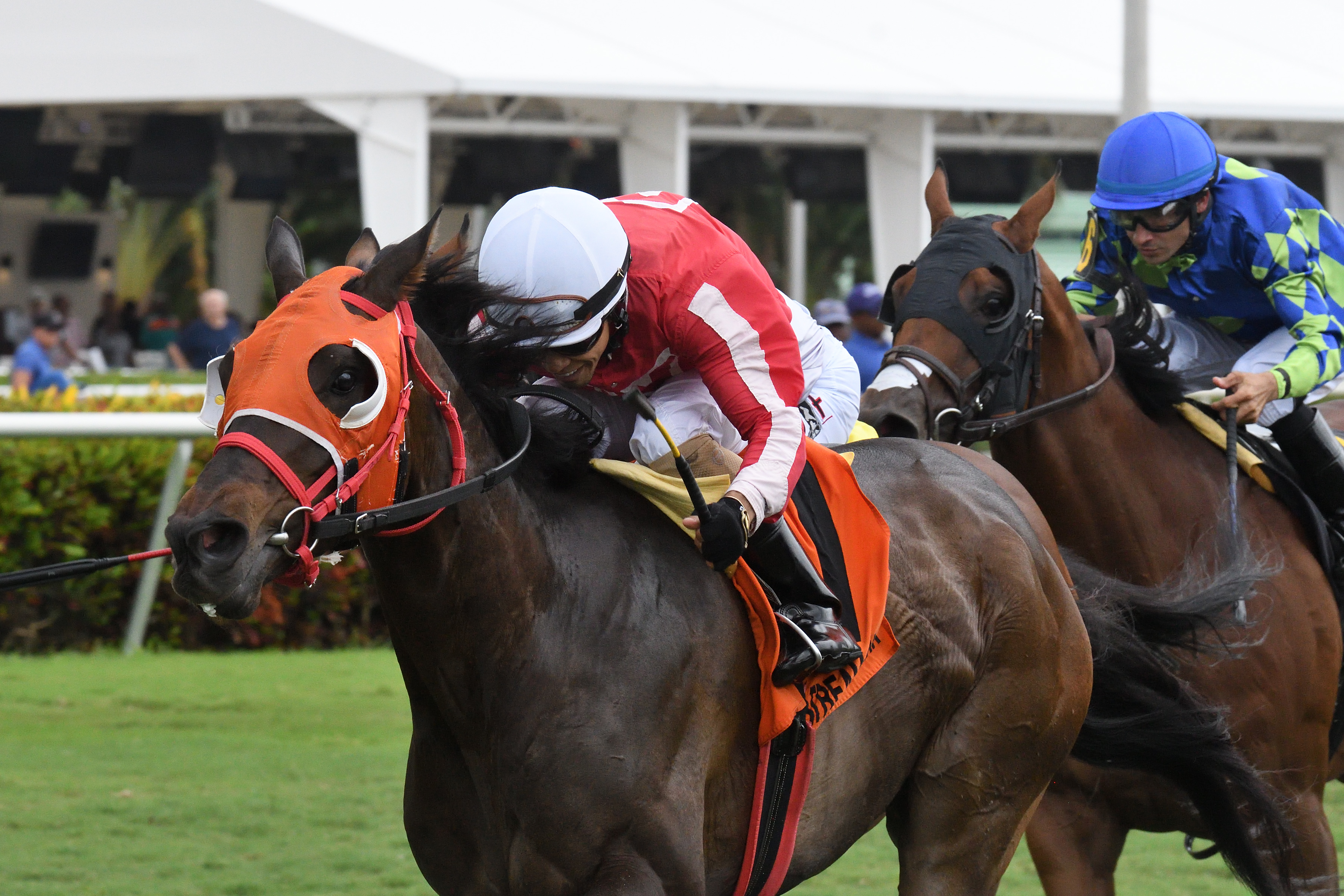 Stirling Drive wins the 2019 Not Surprising Stakes