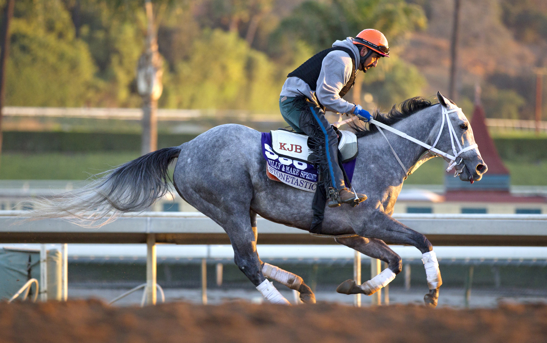 Stonetastic trains for the Breeders' Cup