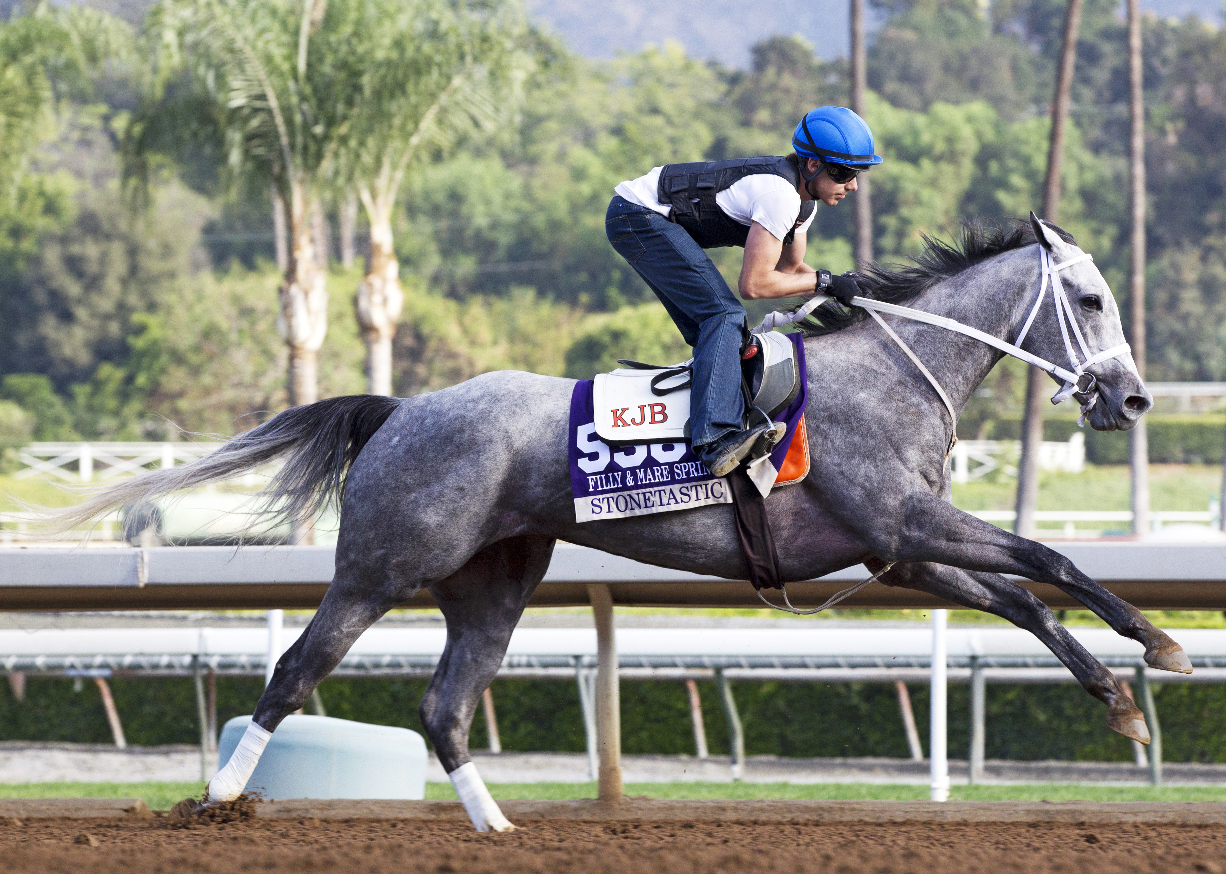Stonetastic trains for the Breeders' Cup