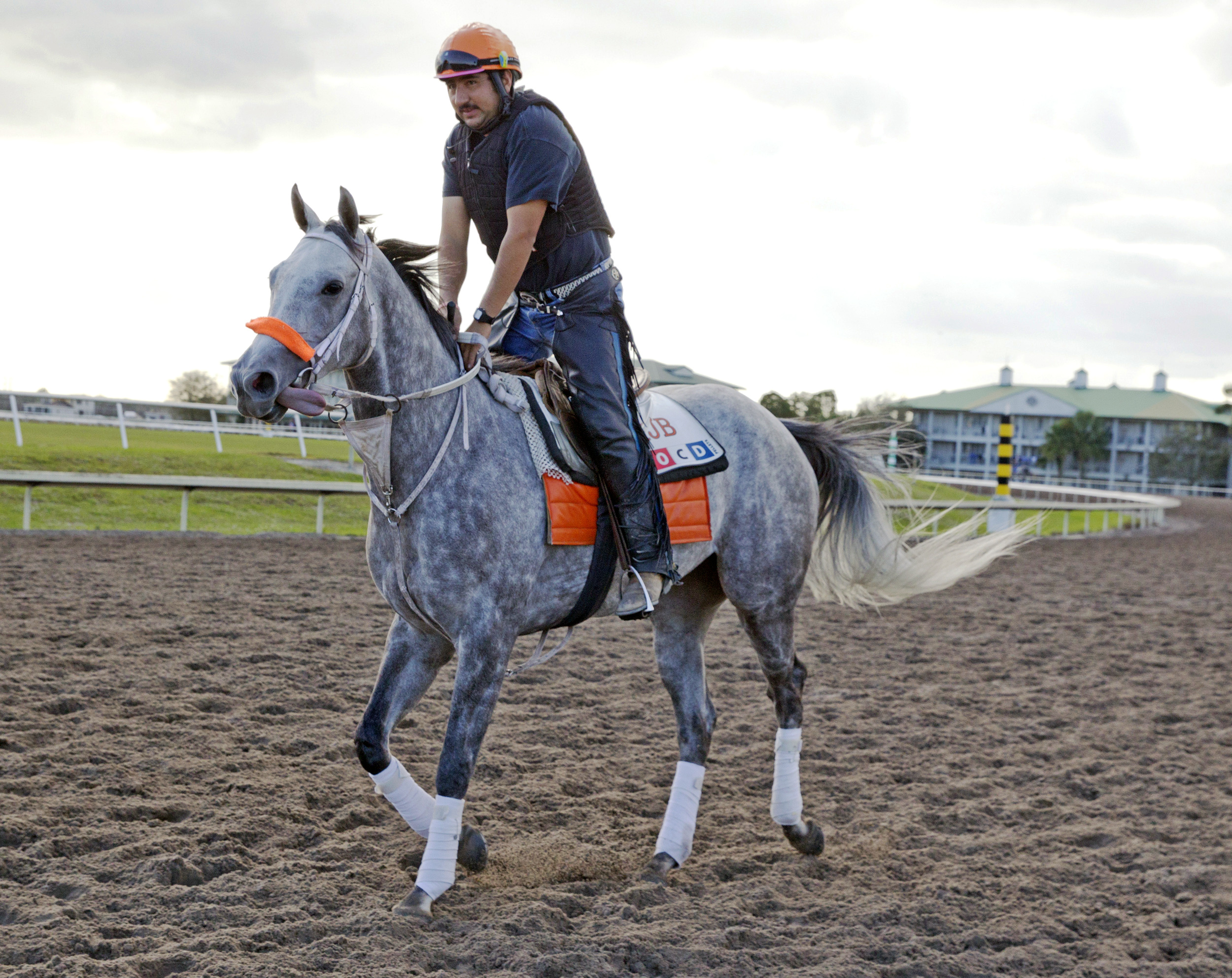 Stonetastic at Gulfstream Park on Feb. 20