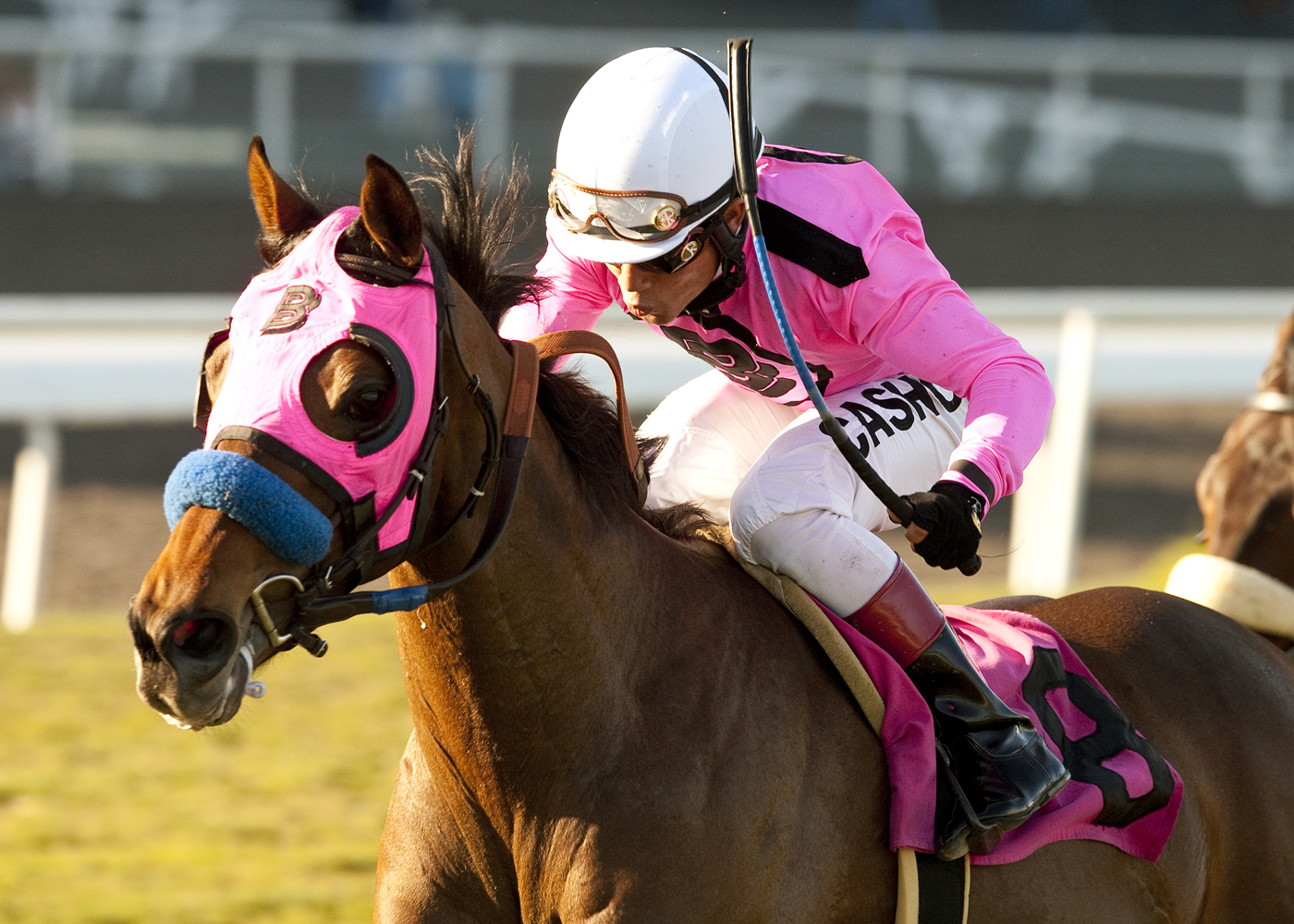 Breeder let Stoney Fleece get away for $1,100