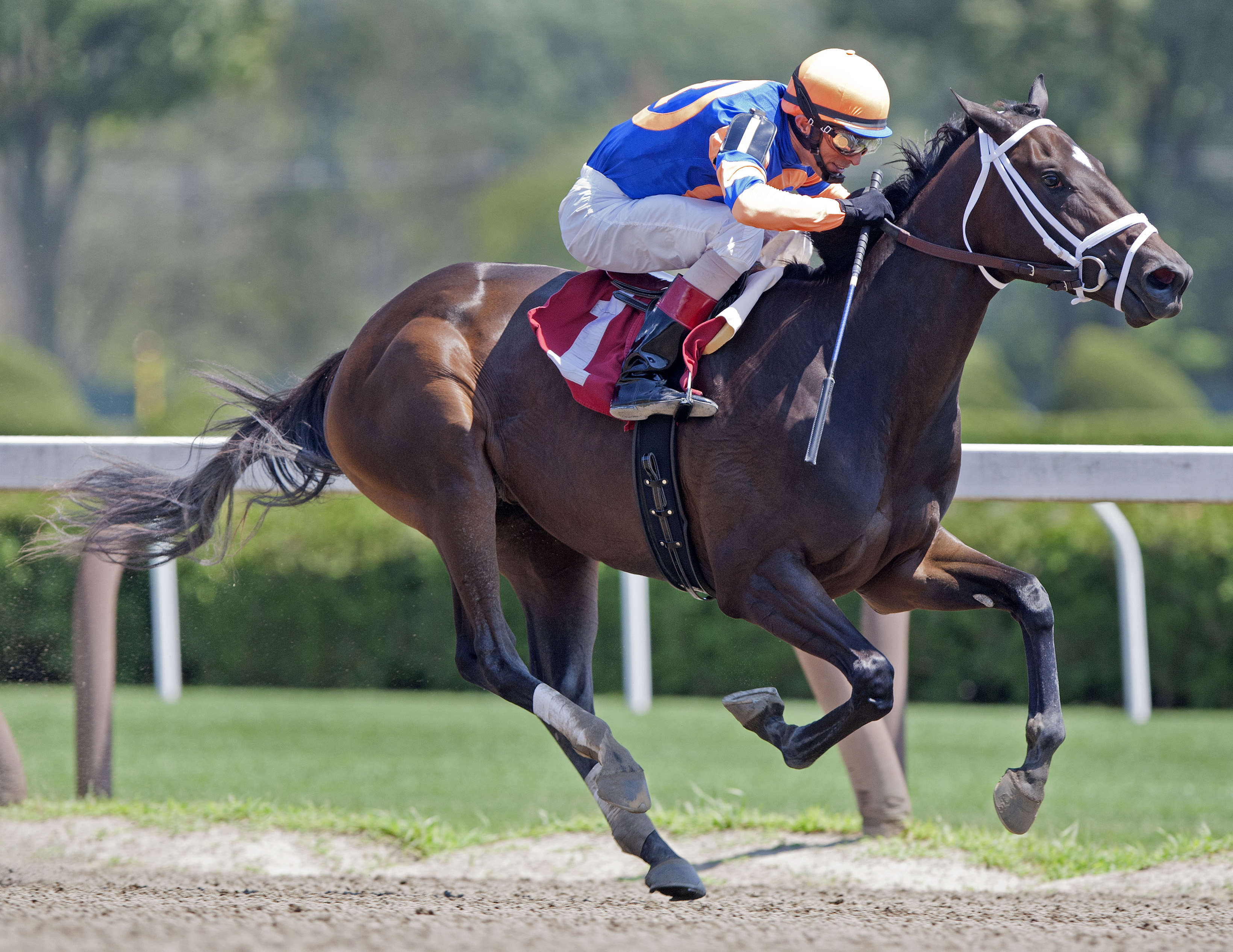 Stopchargingmaria wins a maiden race