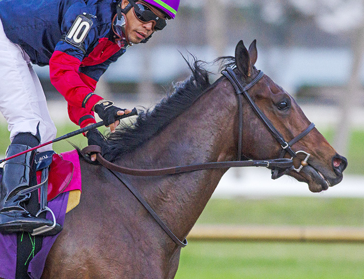 Storm Rising wins a Feb. 16 maiden race at Tampa Bay Downs
